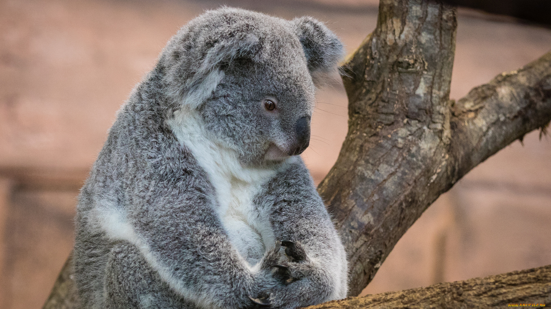 животные, коалы, природа, дерево, мишка, животное, коала