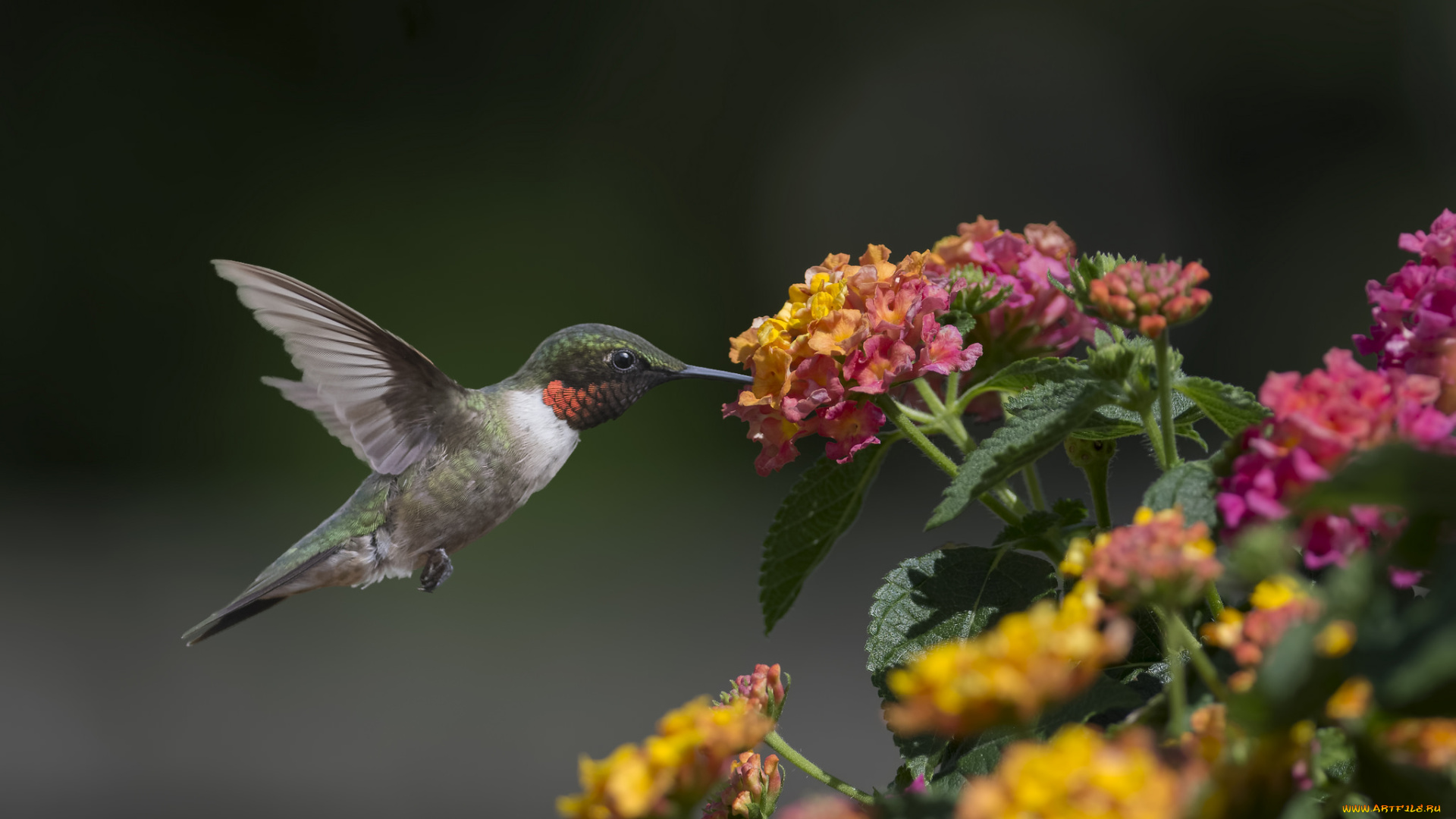 животные, колибри, птичка