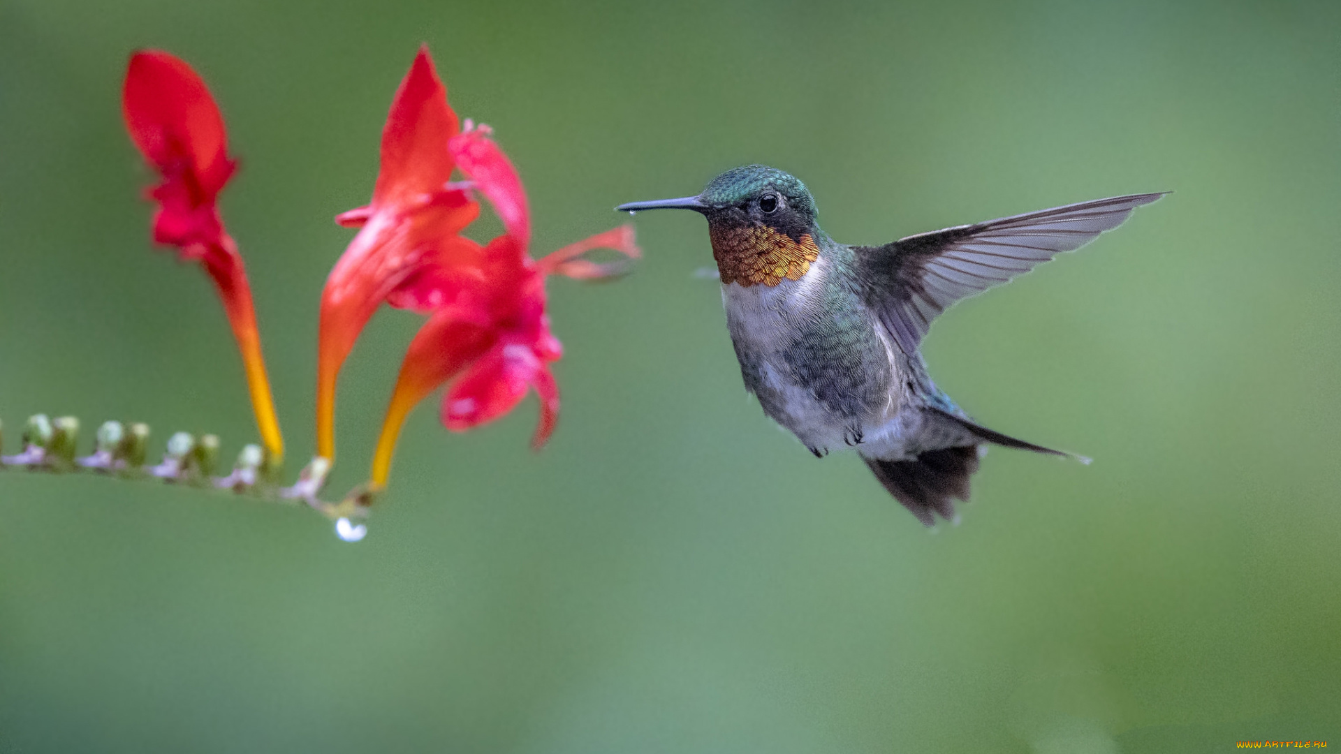 животные, колибри, птичка