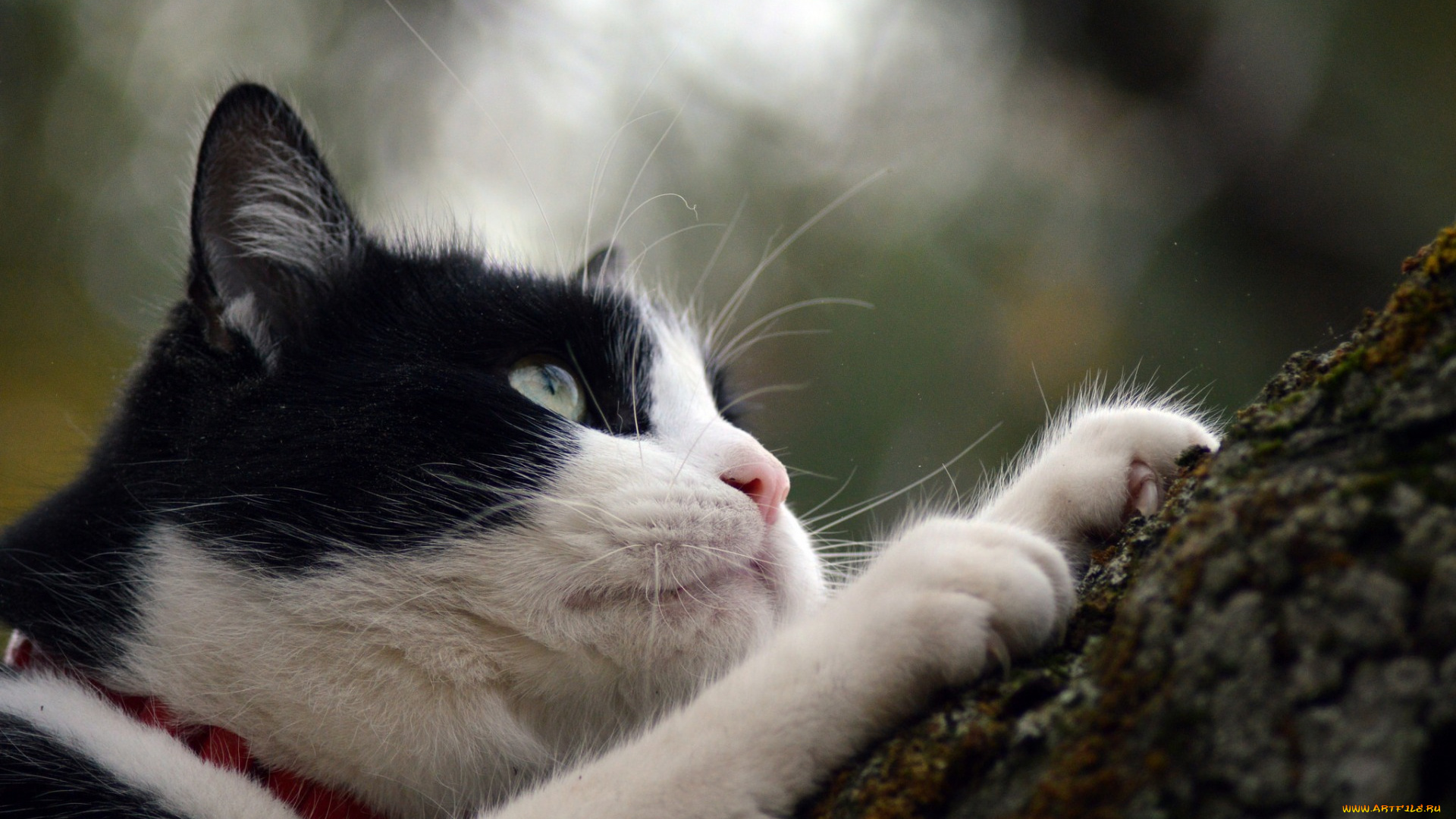 животные, коты, морда