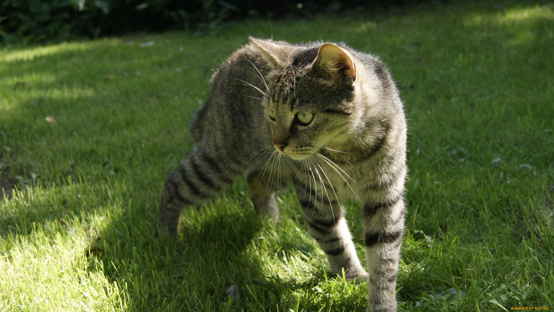 животные, коты, трава, растения