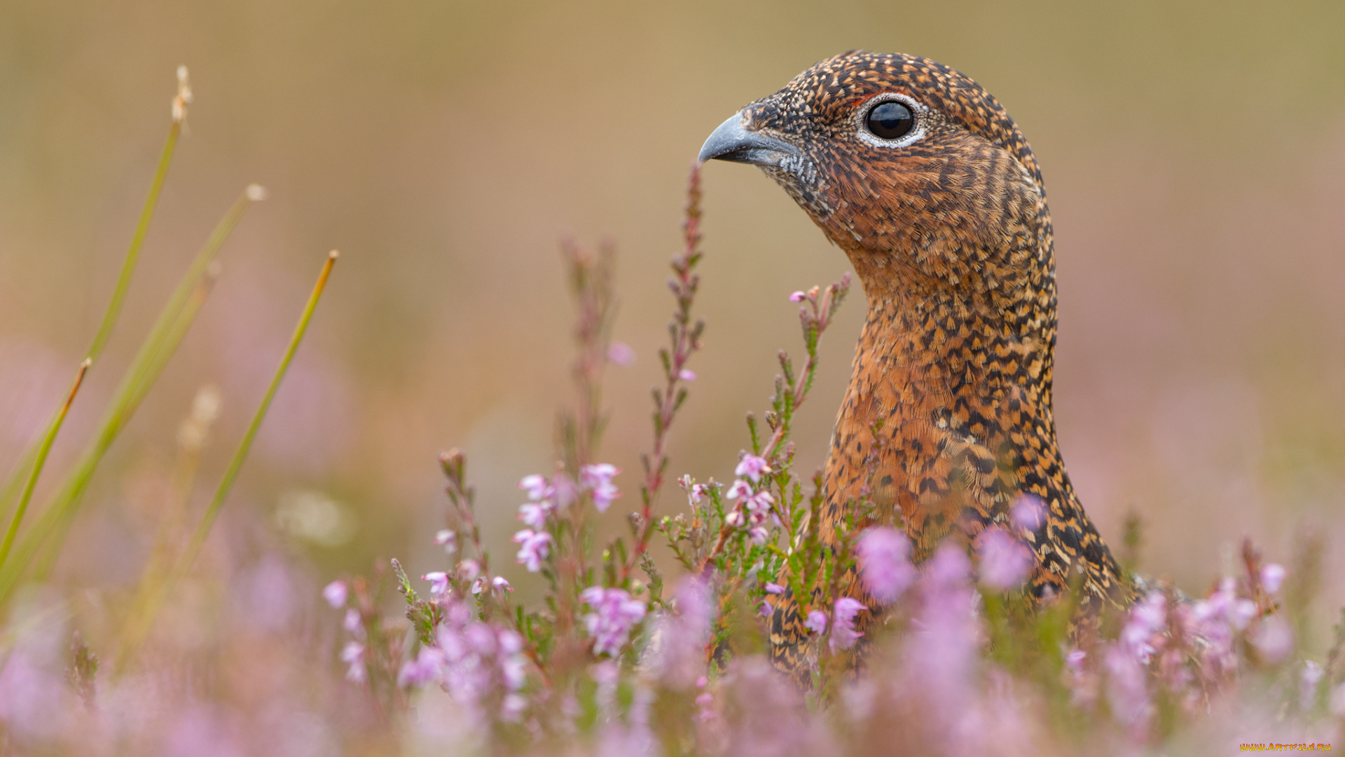 животные, куропатки, , рябчики, , перепела, вереск, куропатка, птица, цветы, трава, поле, природа
