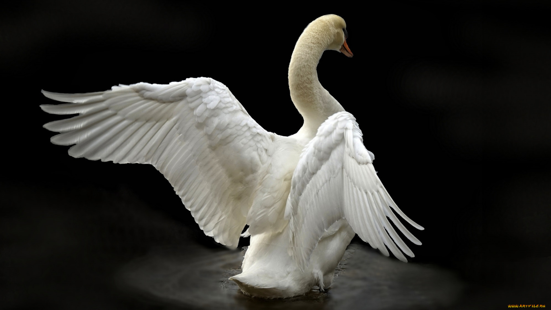 животные, лебеди, птичка