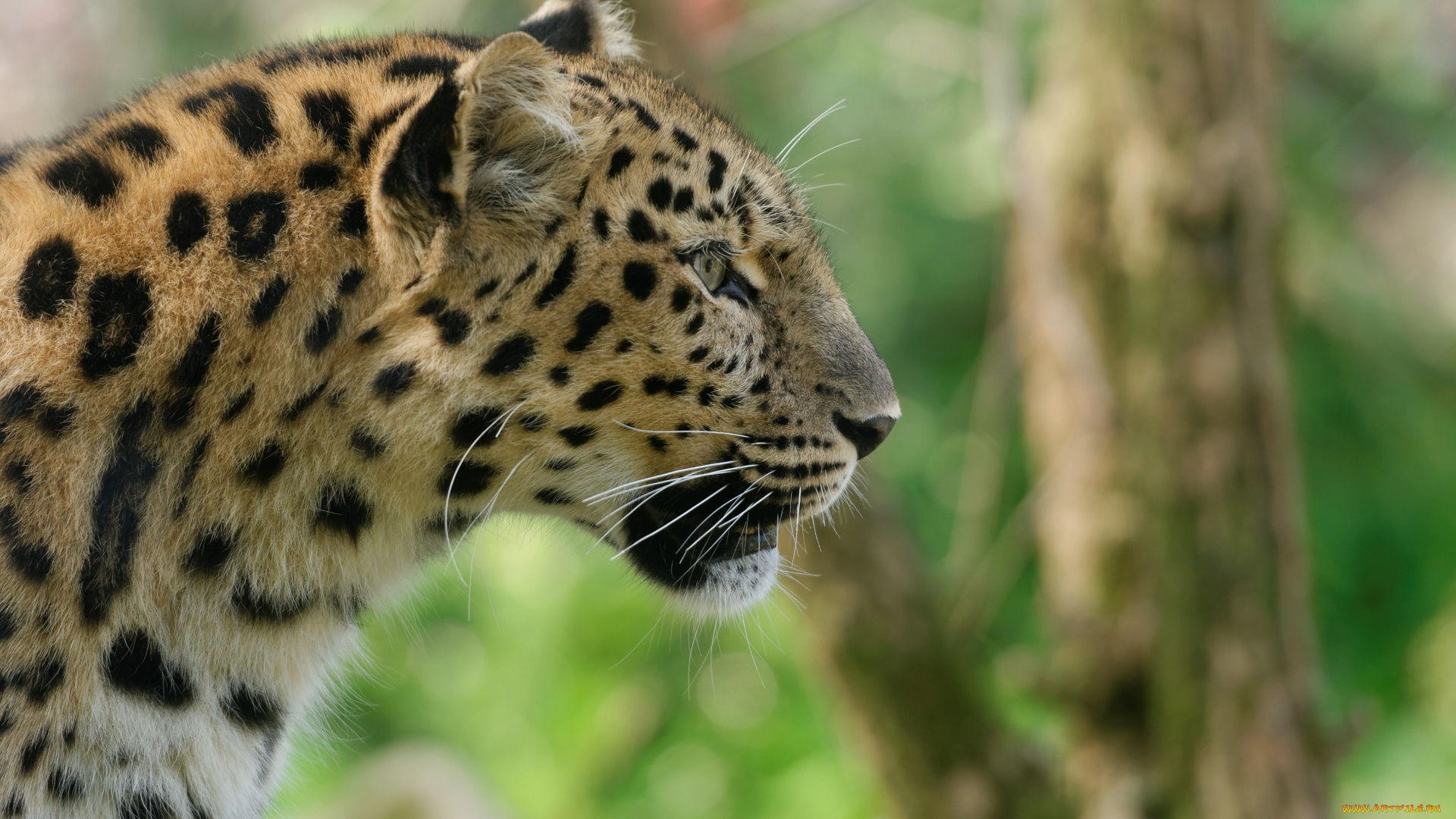 животные, леопарды, анфас, голова