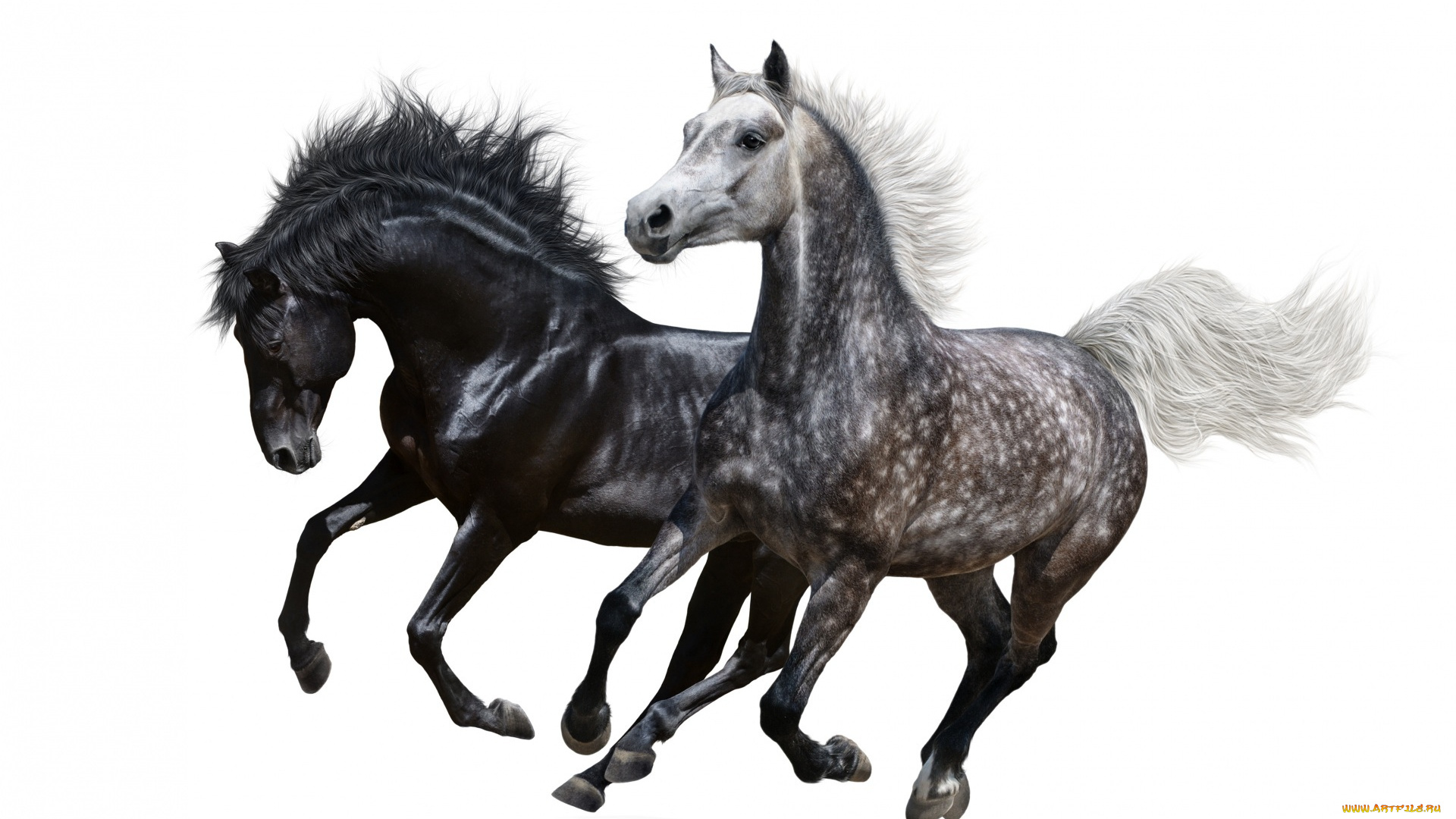 животные, лошади