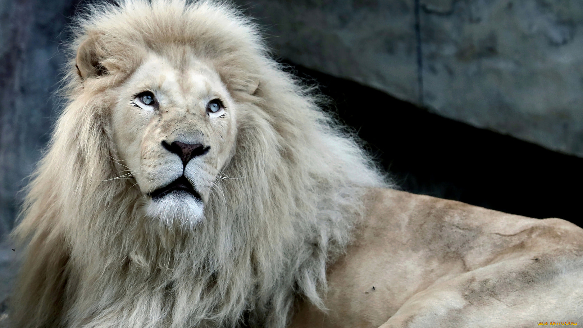 животные, львы, грива, взгляд, макро, лев