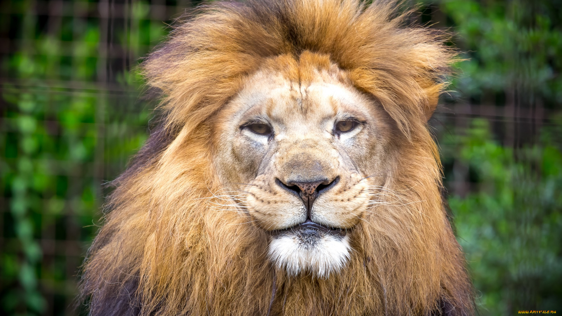 животные, львы, морда, взгляд