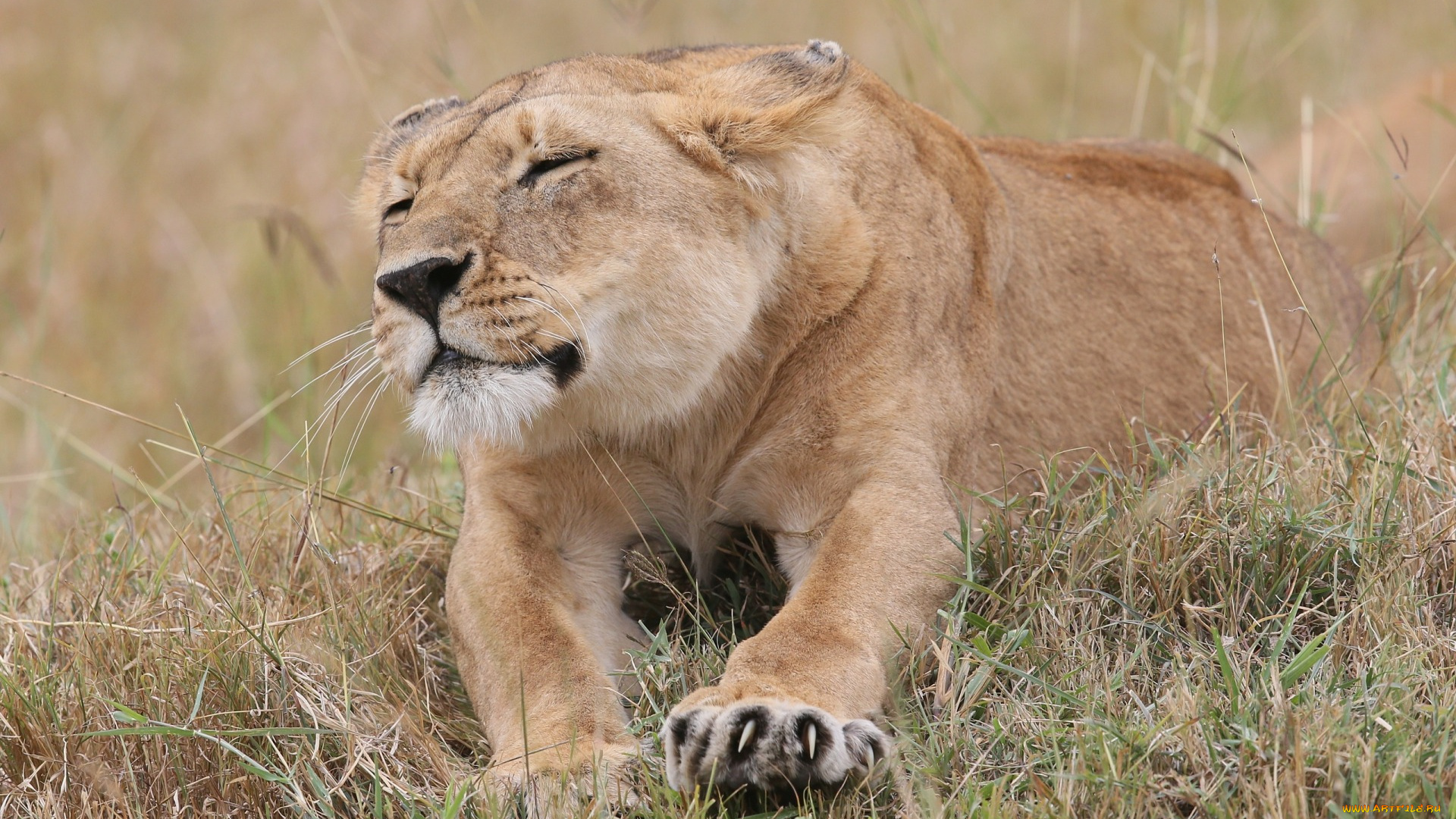 животные, львы, отдых, растения