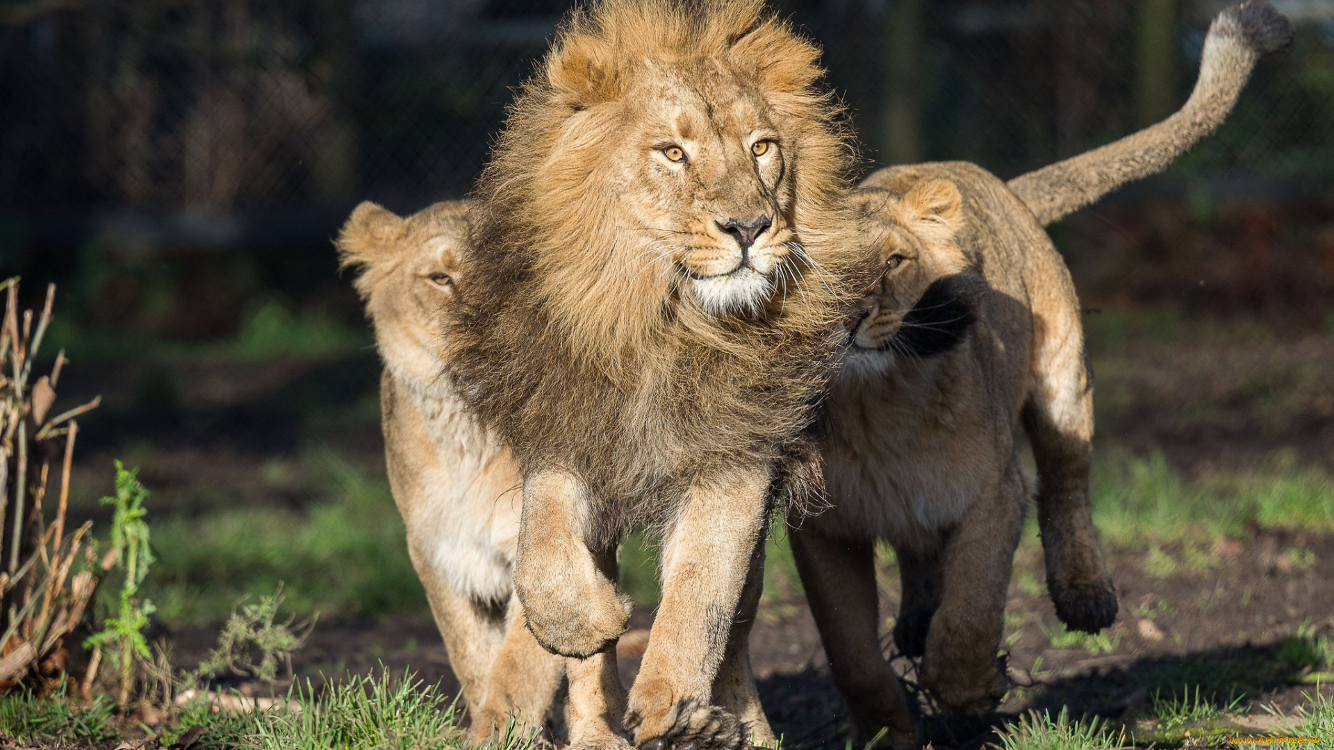 животные, львы, растения, трое