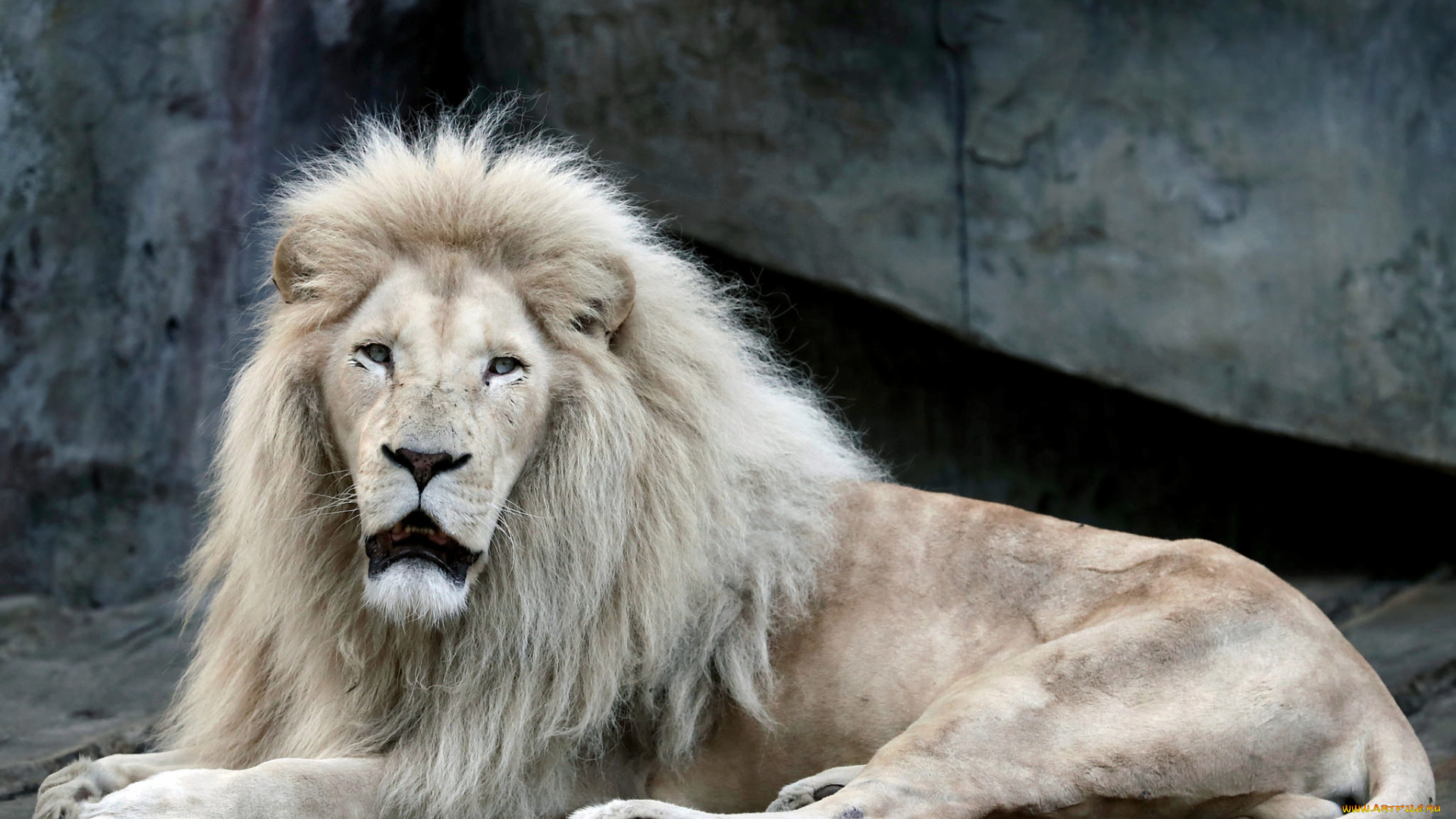 животные, львы, животное, король, самец, лев, природа