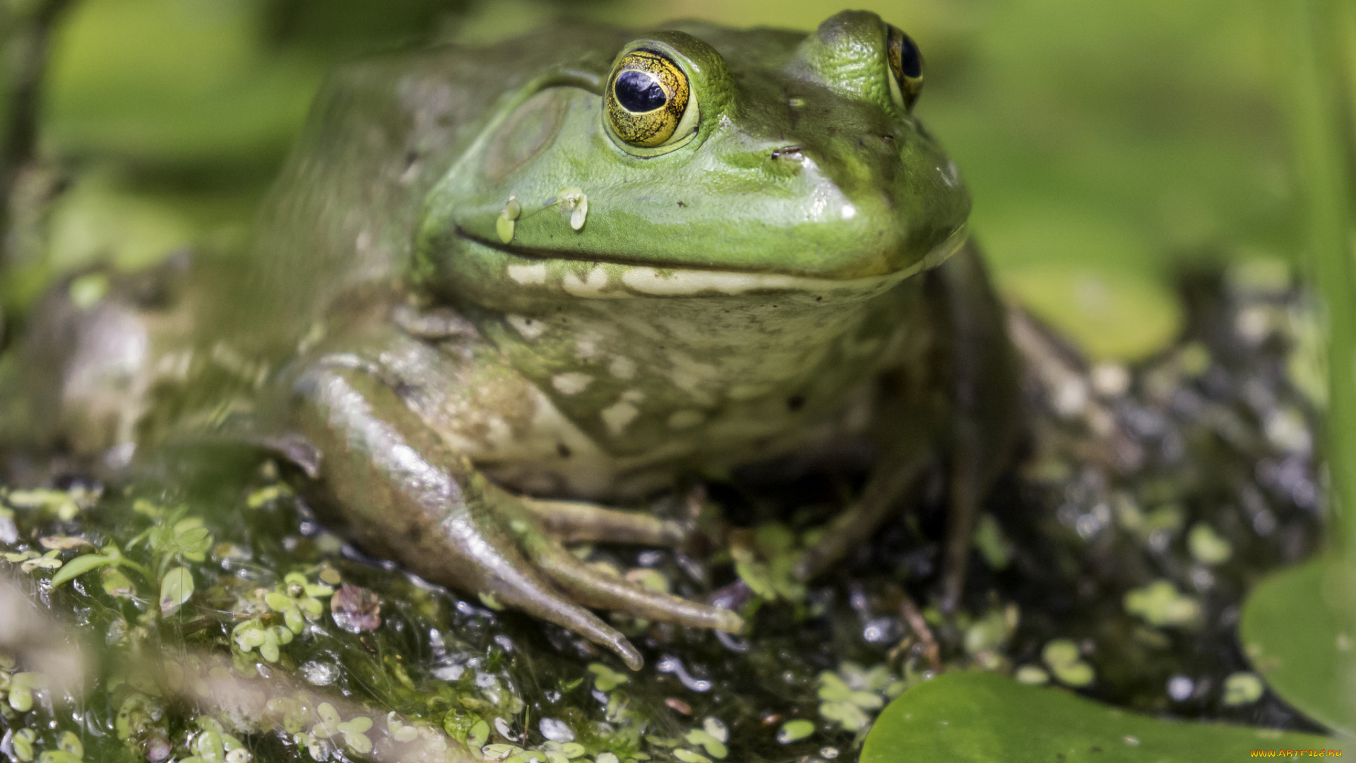 животные, лягушки, фон, макро, милая, окрас, лягушка
