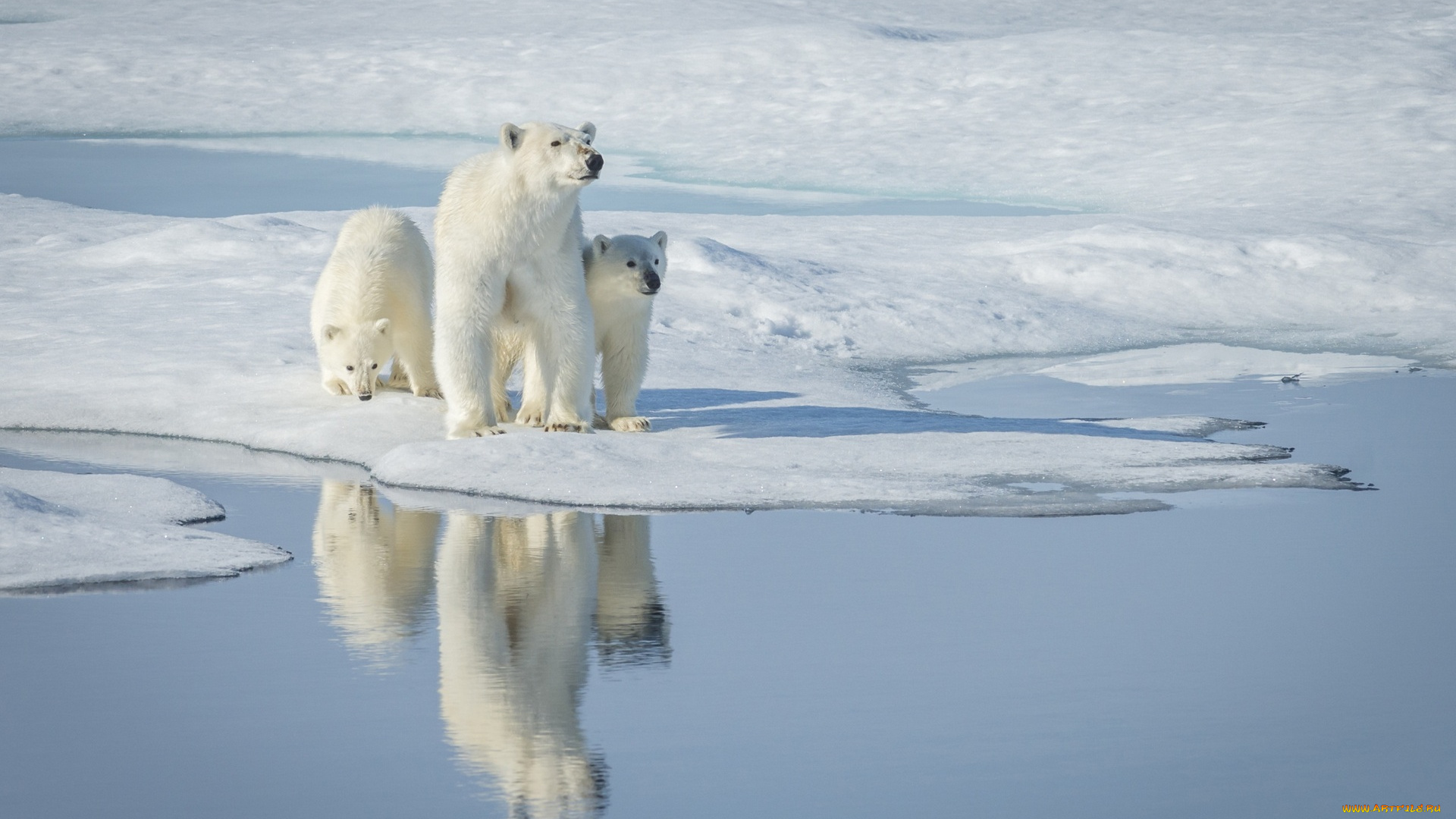 животные, медведи, водоем, полярный, снег