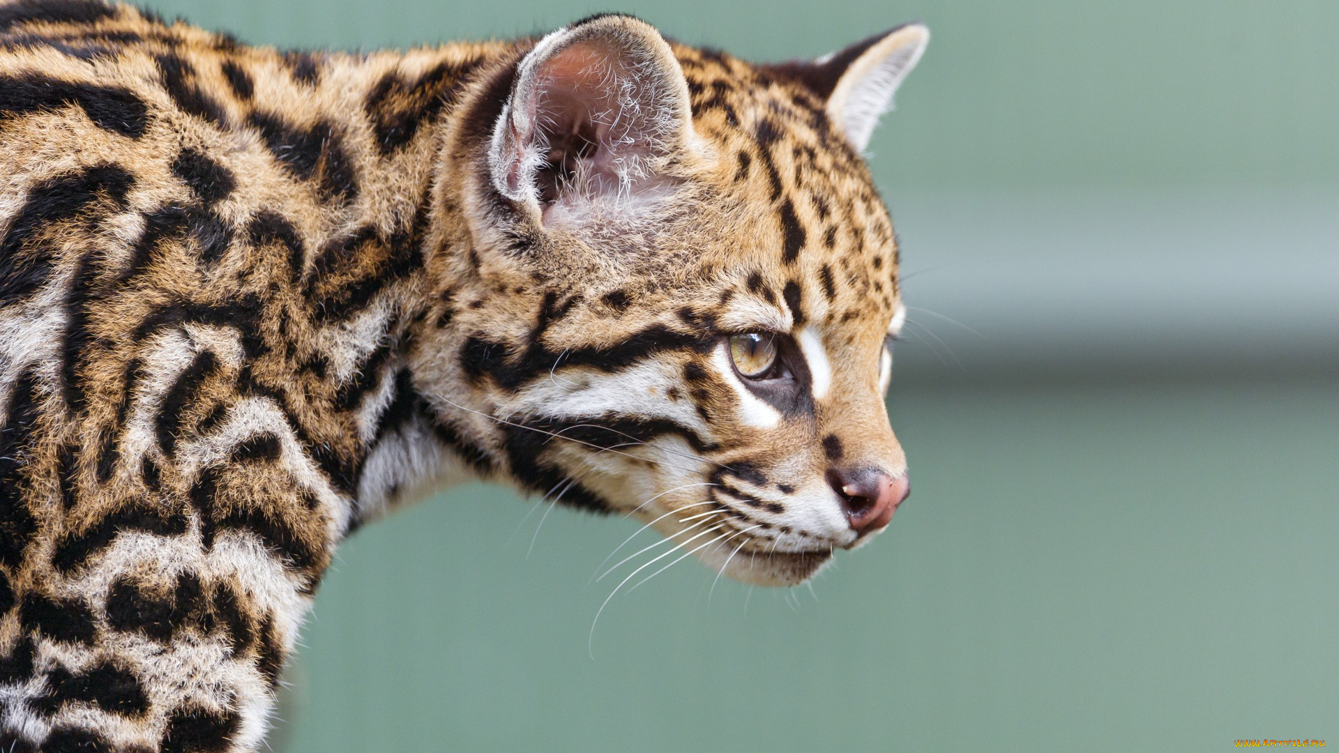 животные, оцелоты, морда, анфас