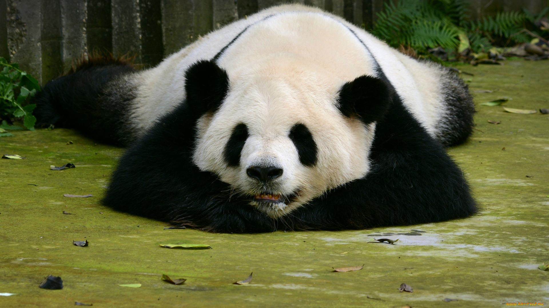 животные, панды, отдых, растения