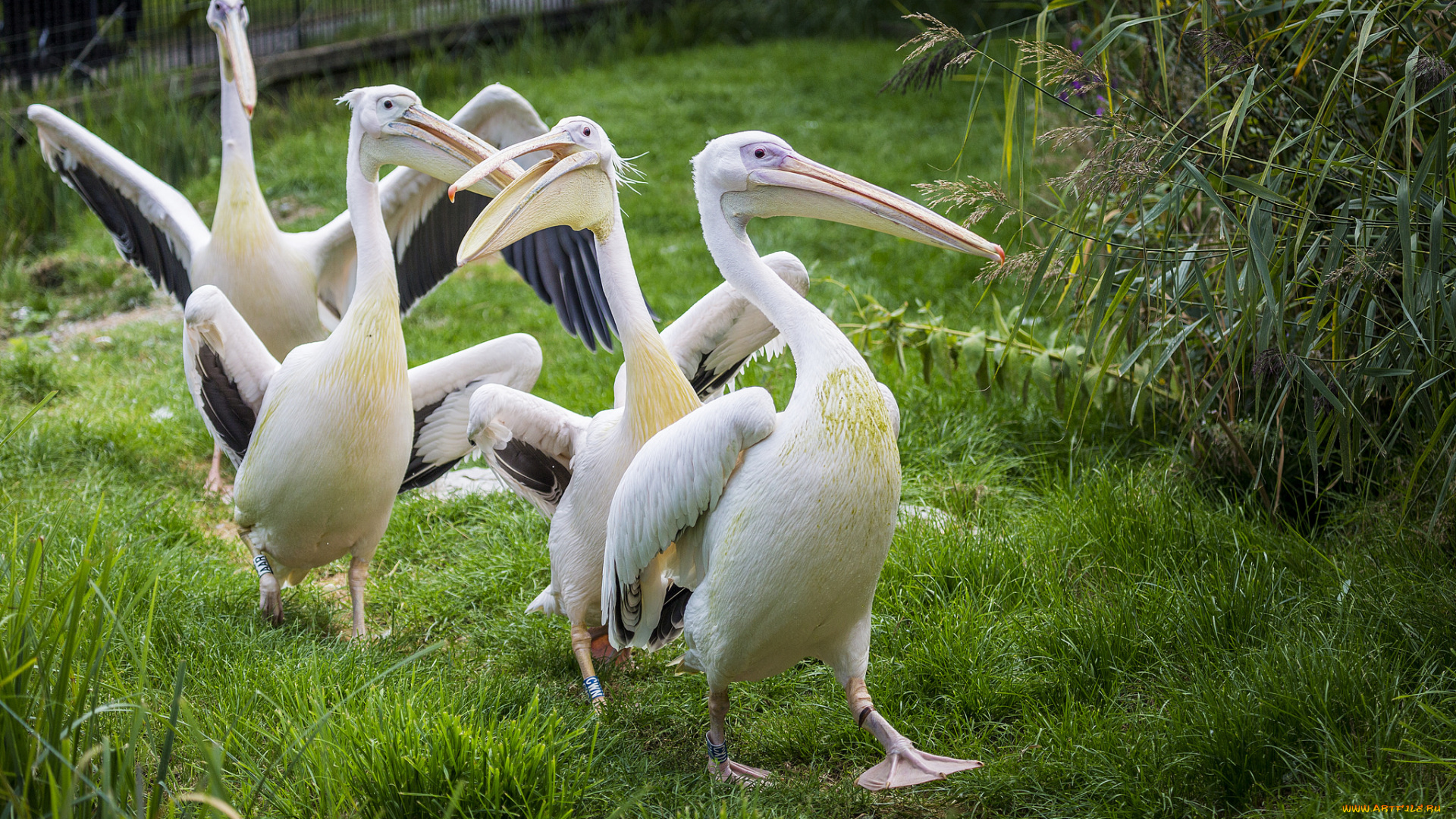 животные, пеликаны, птичка