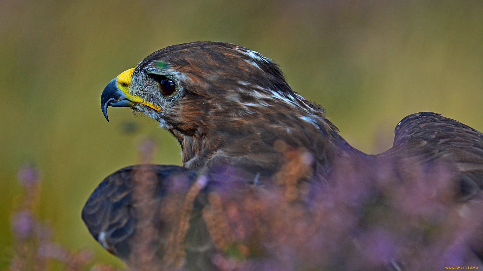животные, птицы, -, хищники, орел, природа, охотник, птица