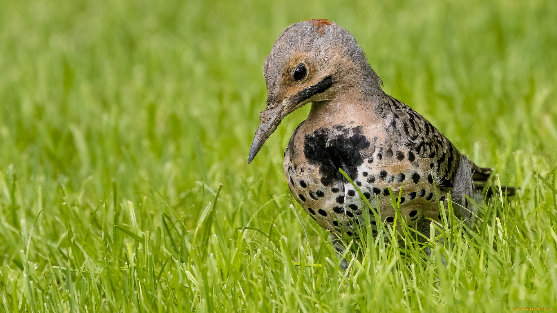 животные, птицы, птичка