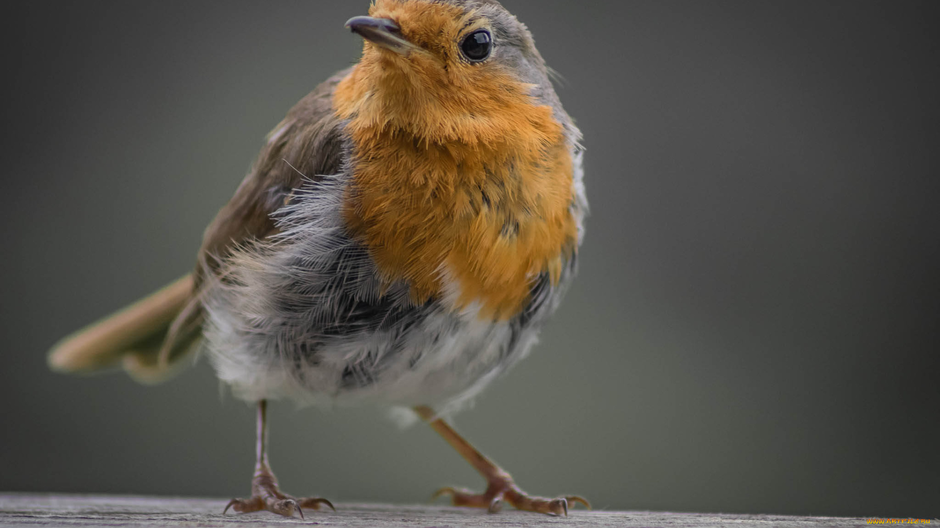 животные, птицы, птичка