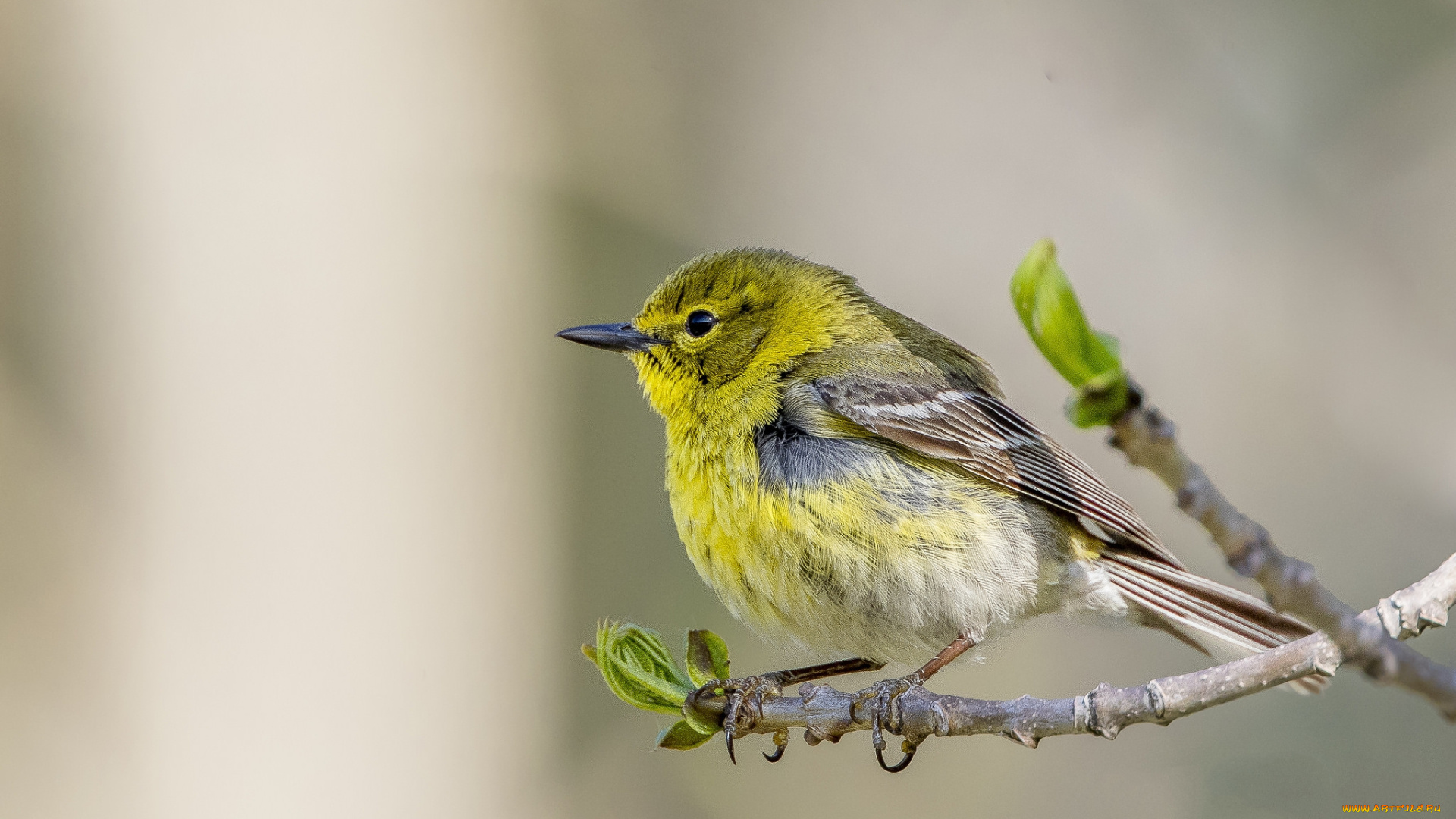 животные, птицы, птичка