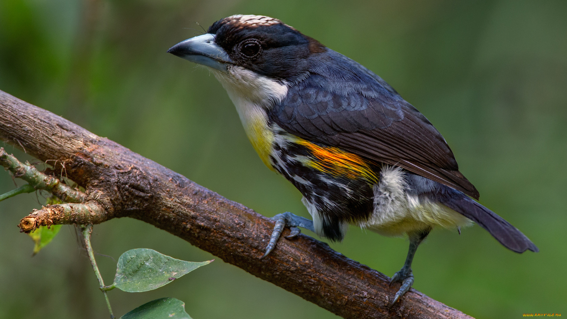 животные, птицы, птичка