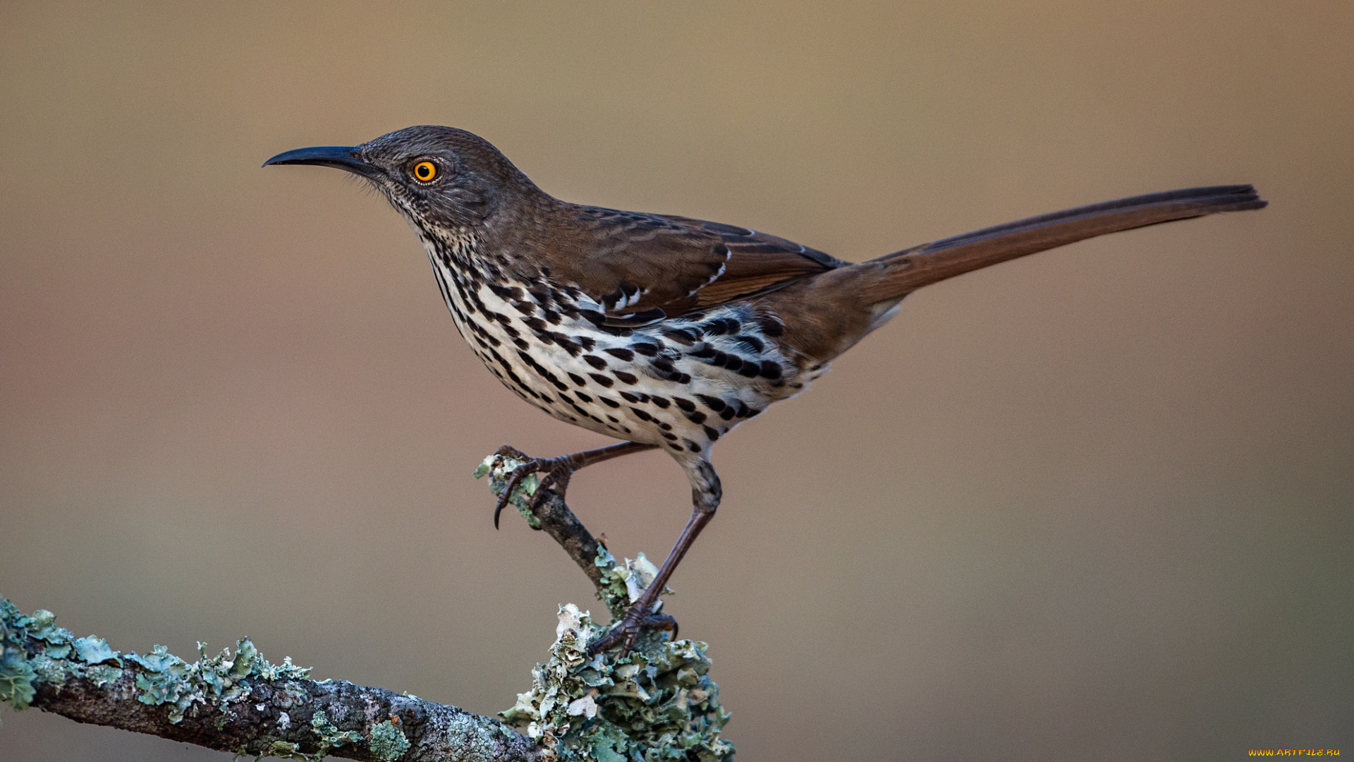 животные, птицы, птичка