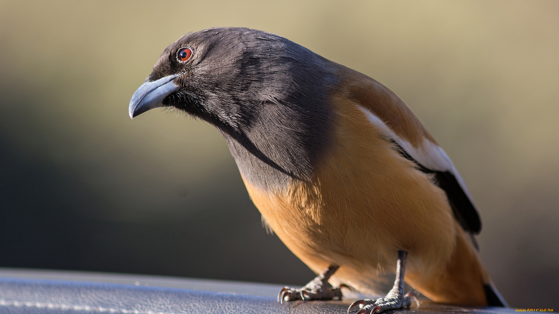 животные, птицы, птичка