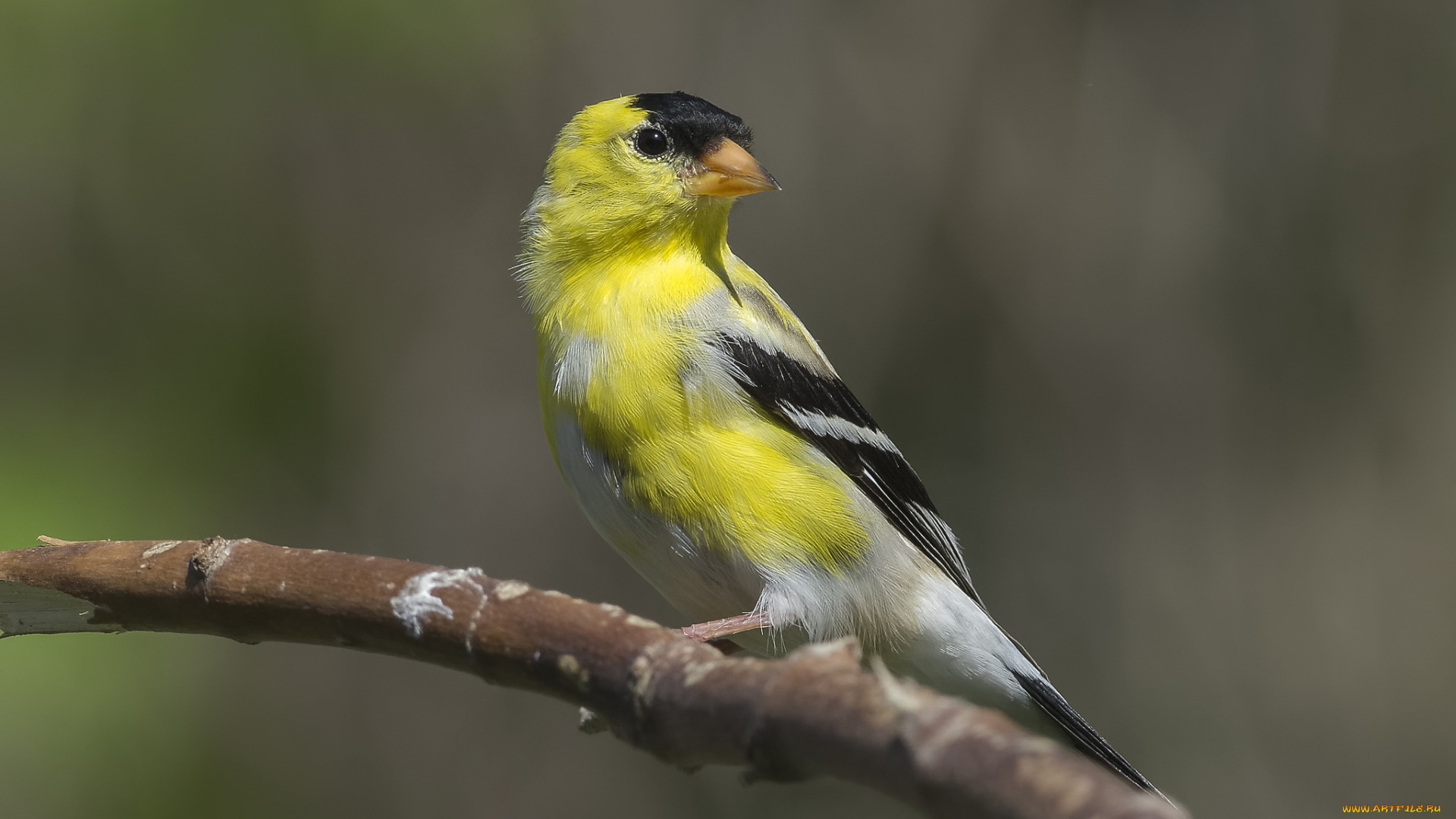 животные, птицы, птичка