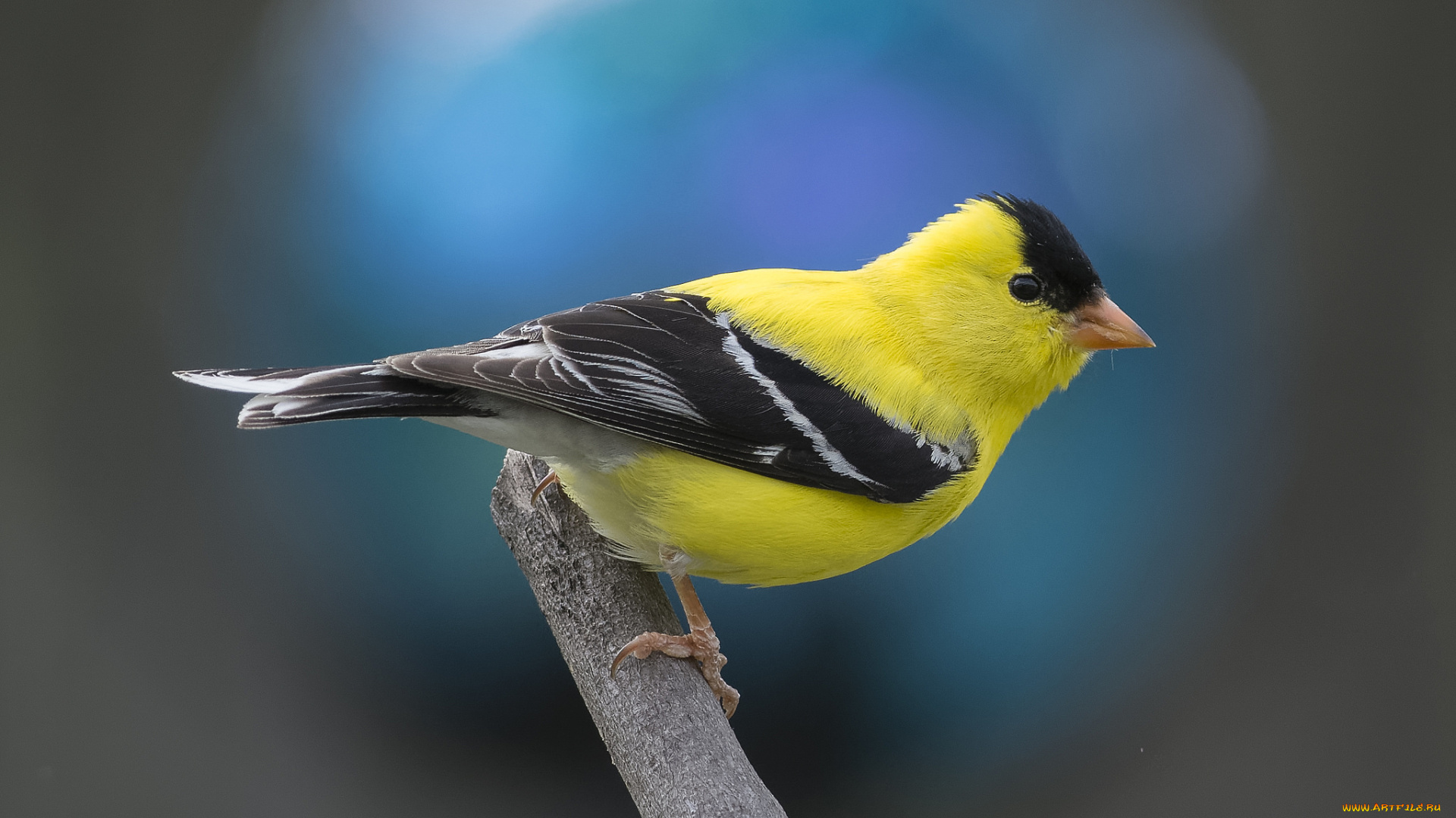 животные, птицы, птичка