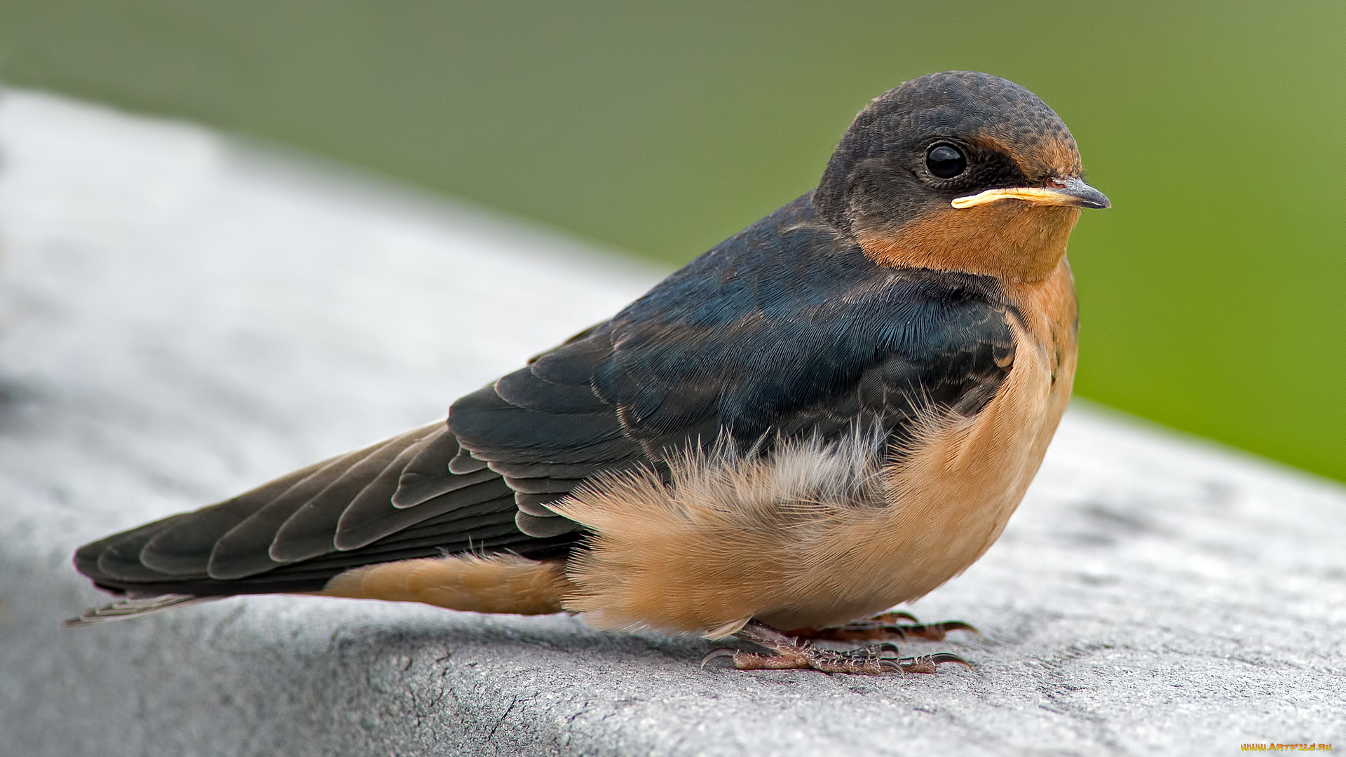 животные, птицы, взгляд