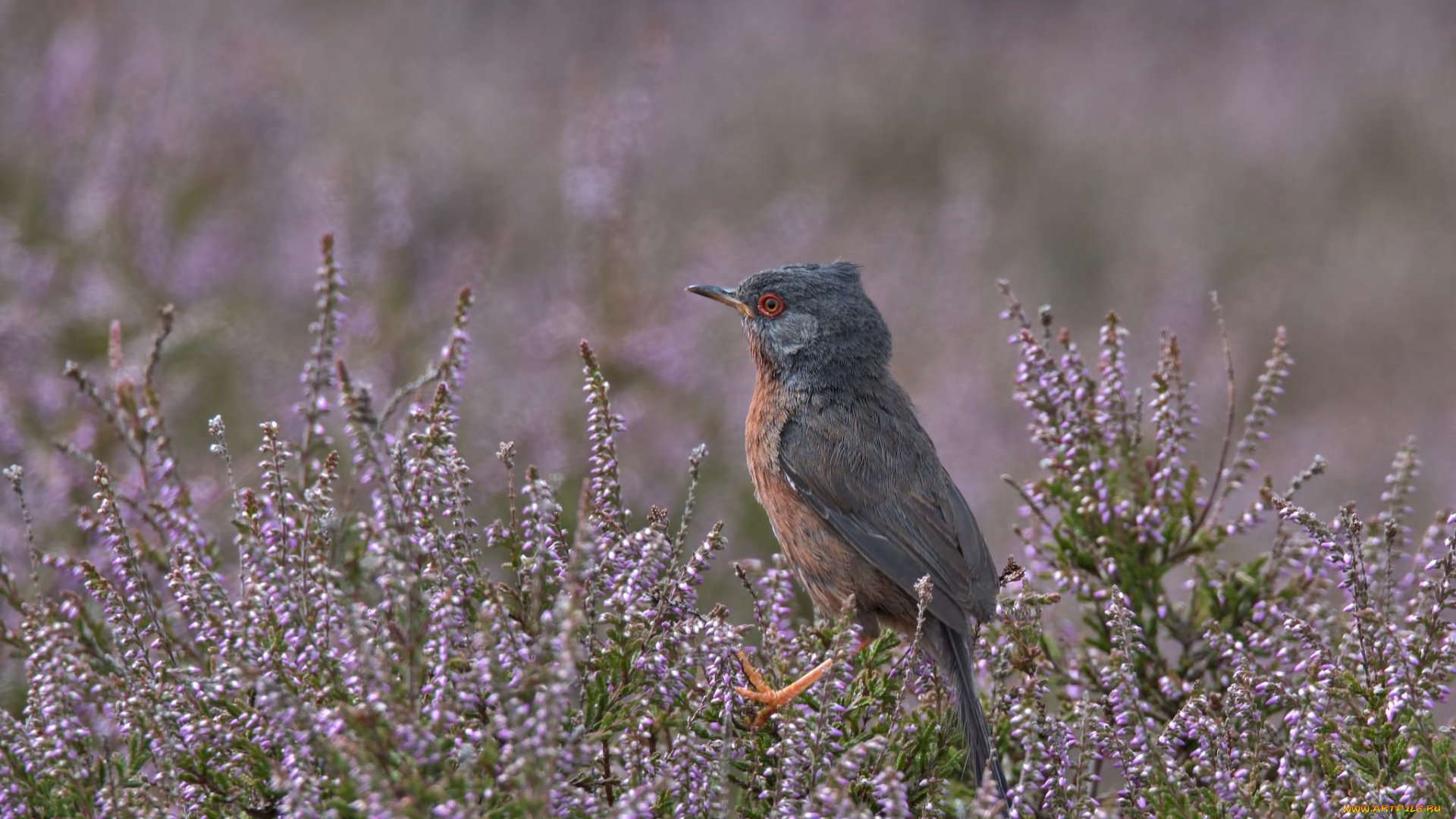 животные, птицы, забавная, окрас, перья, птица