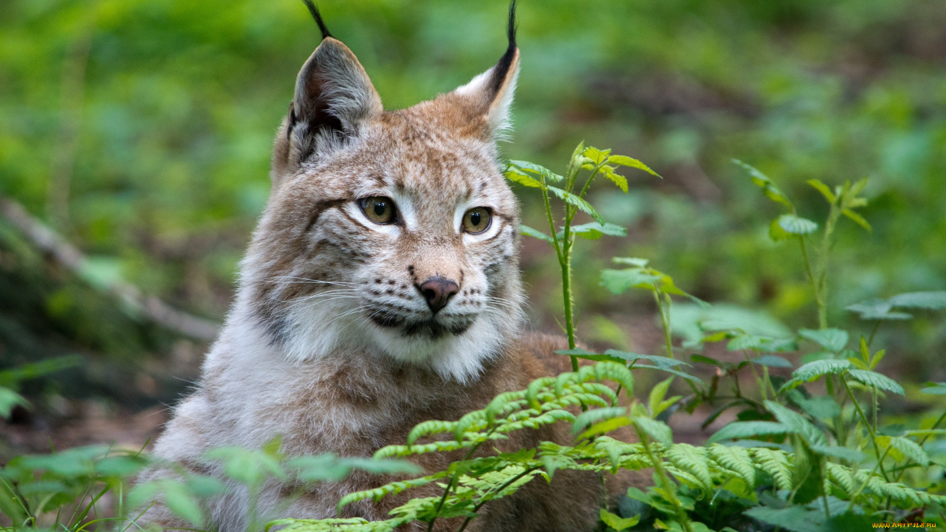 животные, рыси, растение, отдых