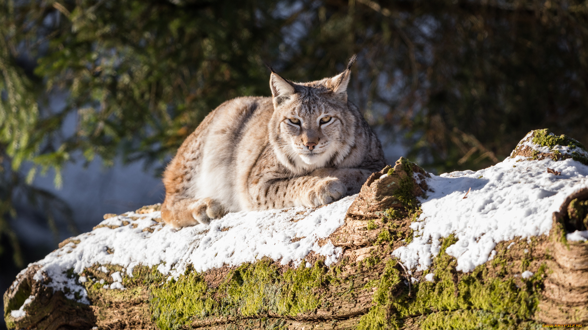 животные, рыси, снег, бревно, отдых, мох, животное, рысь