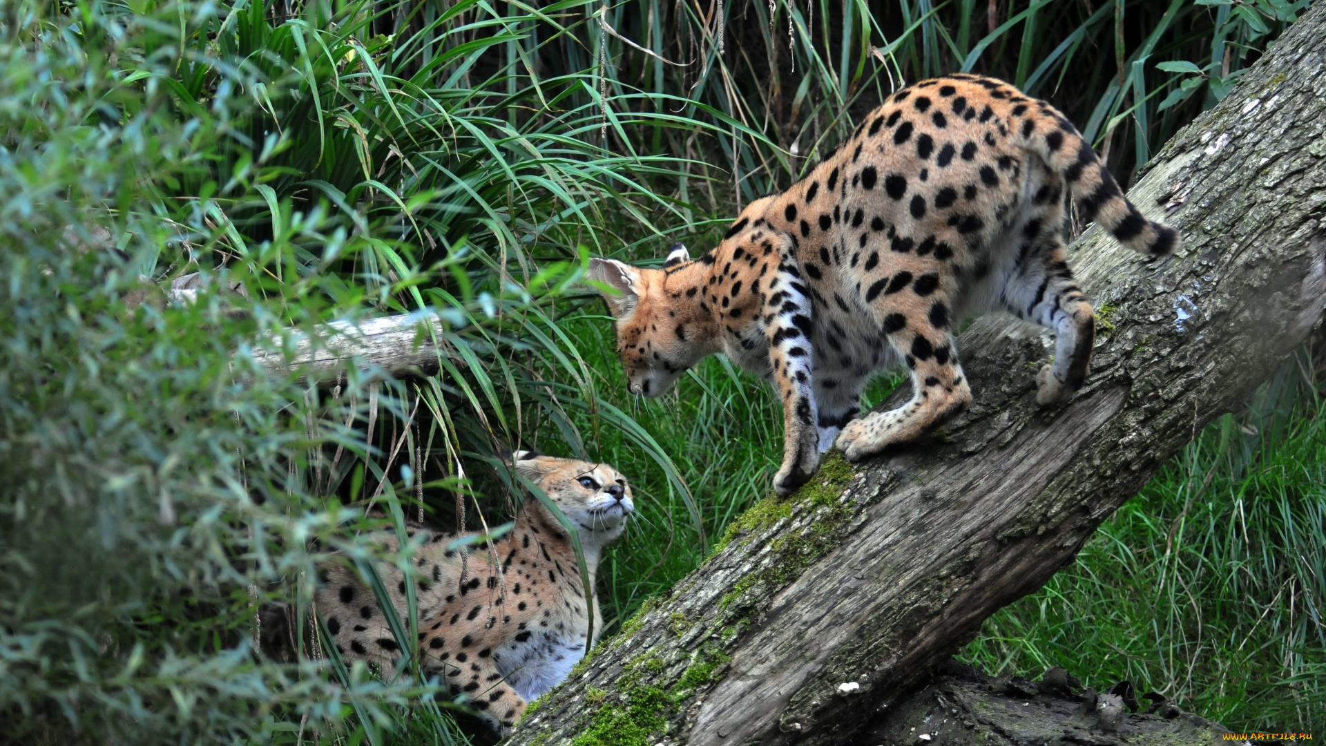 животные, сервалы, растения, двое, ствол