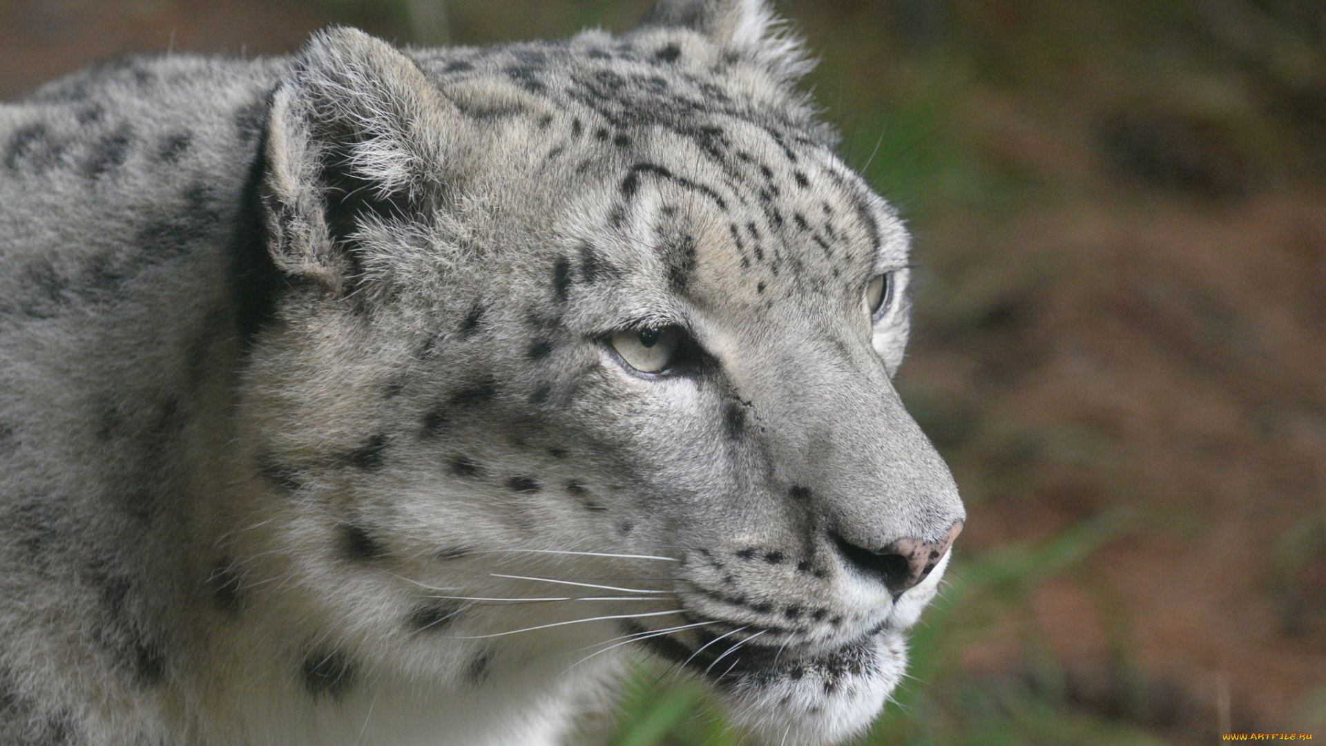 животные, снежный, барс, , ирбис, снежный, барс, морда, кошка