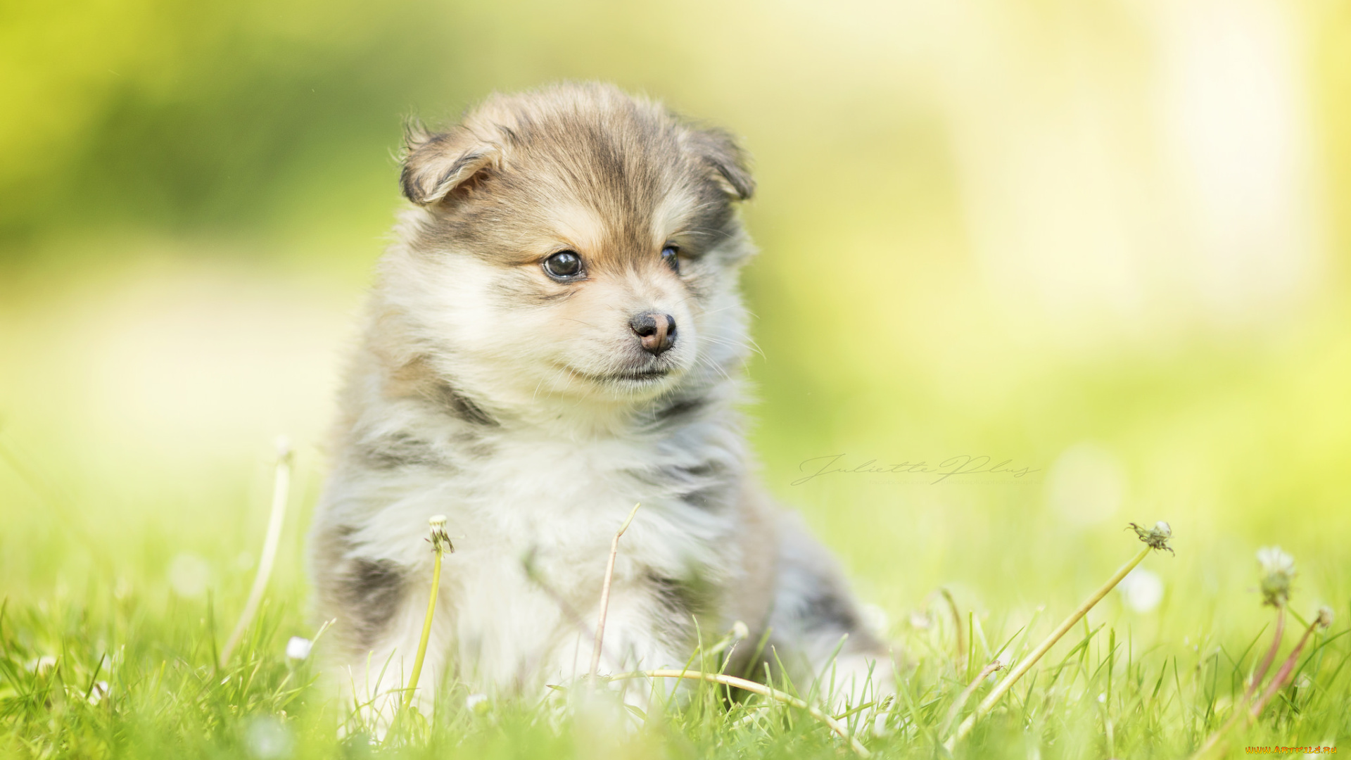 животные, собаки, собака, животное, окрас, порода, шерсть