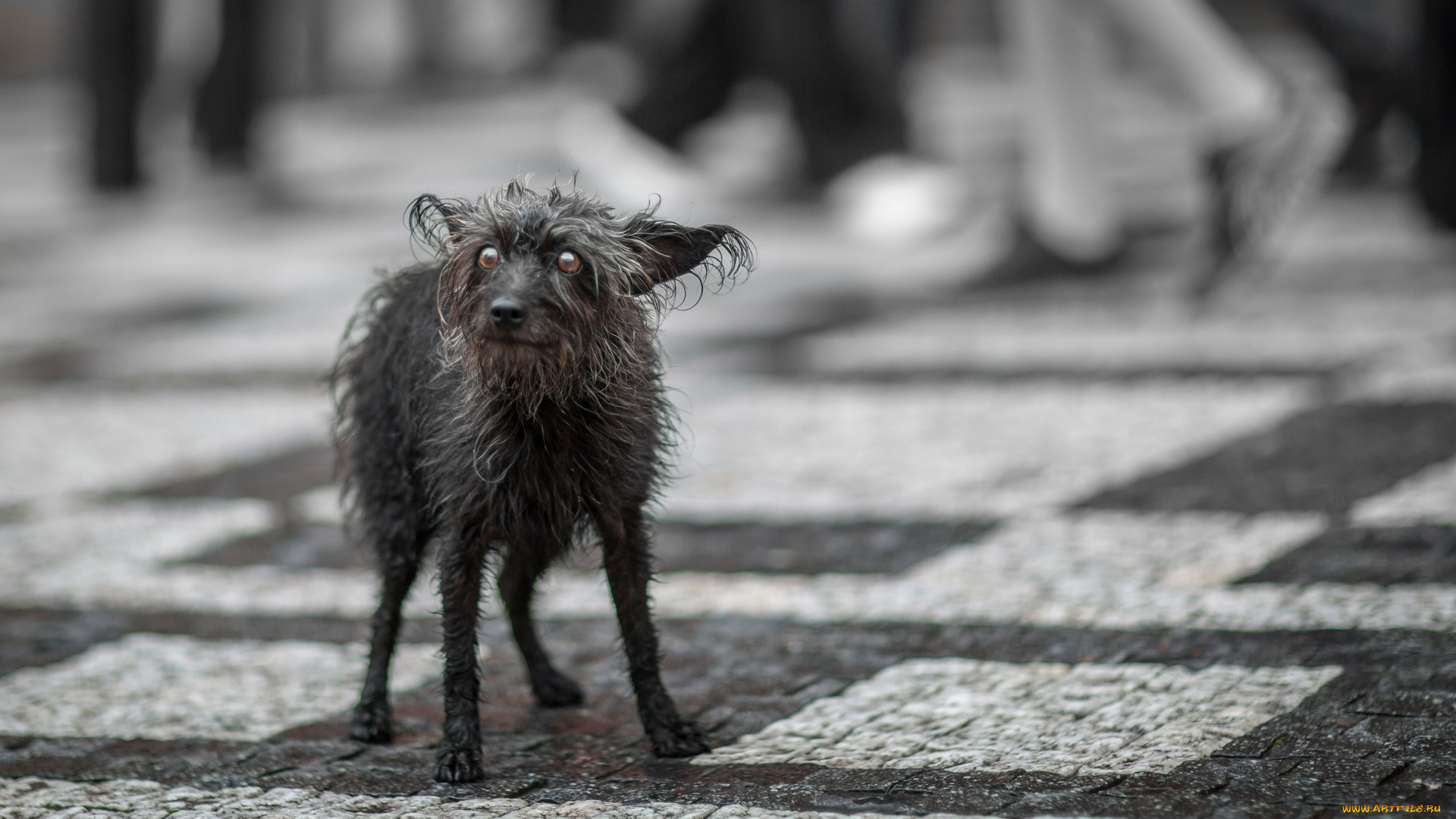 животные, собаки, улица