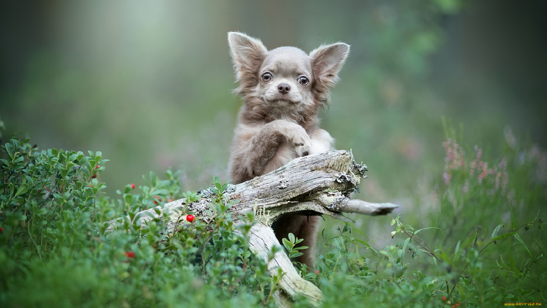 животные, собаки, животное, порода, шерсть, окрас, собака