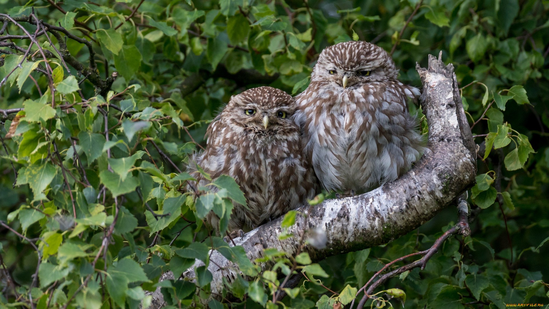 животные, совы, окрас, птица, перья, сова