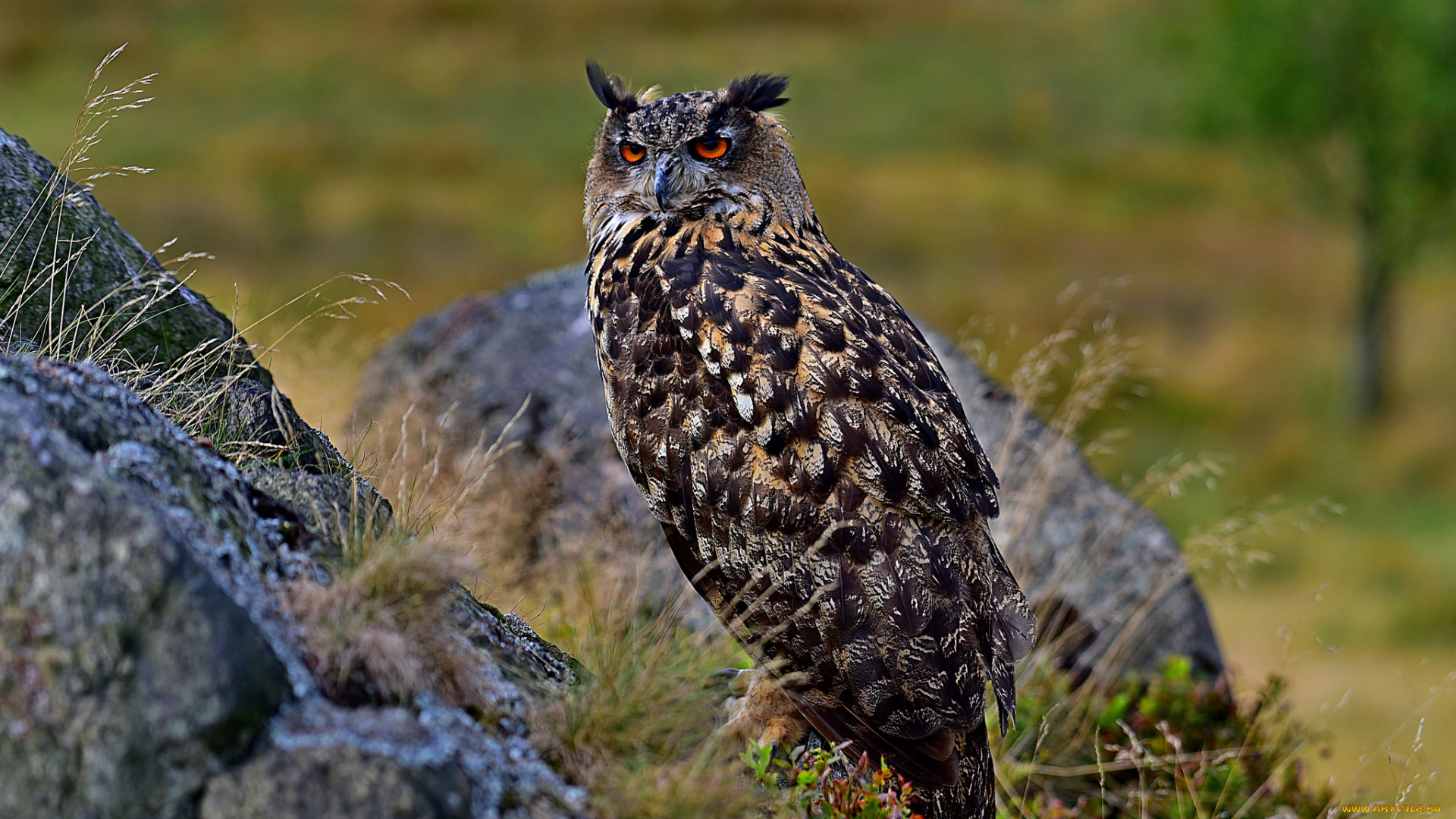 животные, совы, птица, окрас, перья, сова