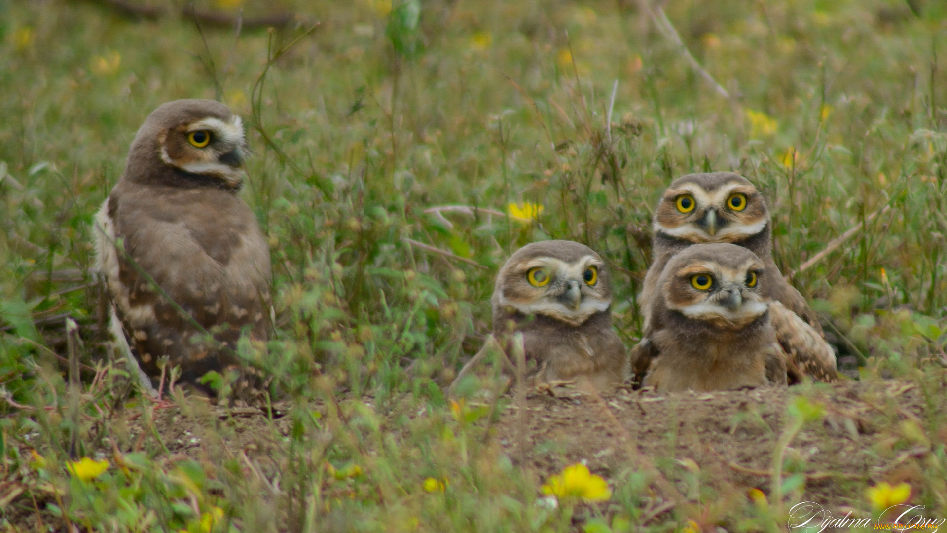 животные, совы, птица, окрас, перья, сова