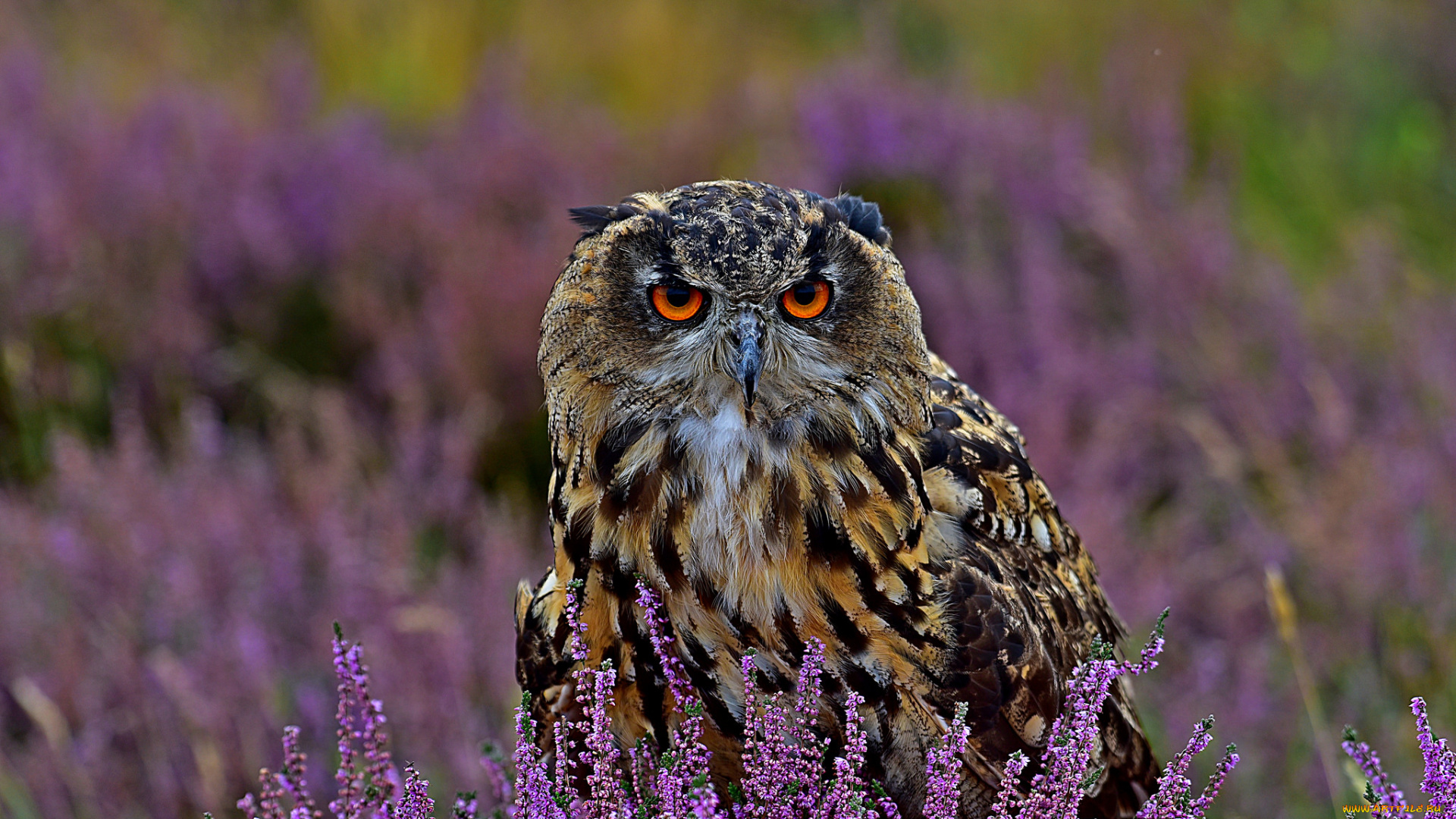 животные, совы, трава, птица, сова, филин, поле, вереск, природа, цветы
