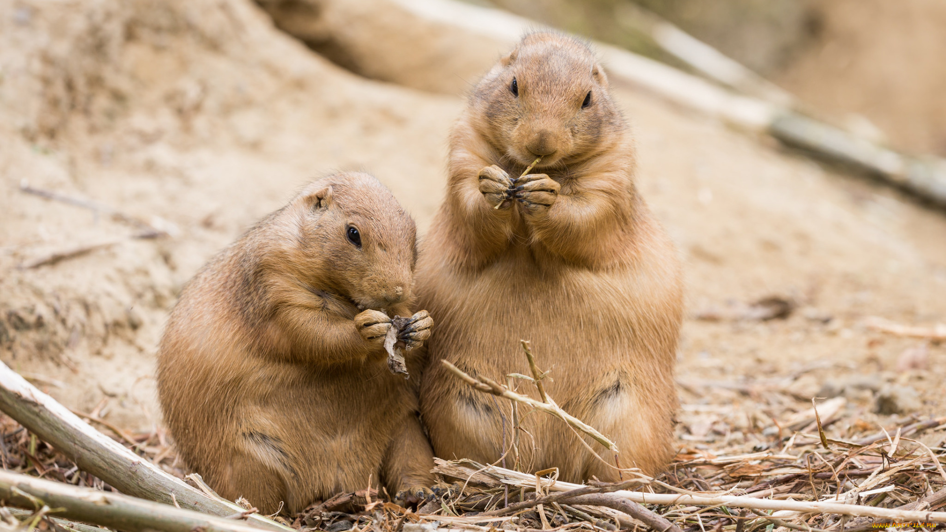 животные, суслики, , сурки, природа, зоо, грызуны