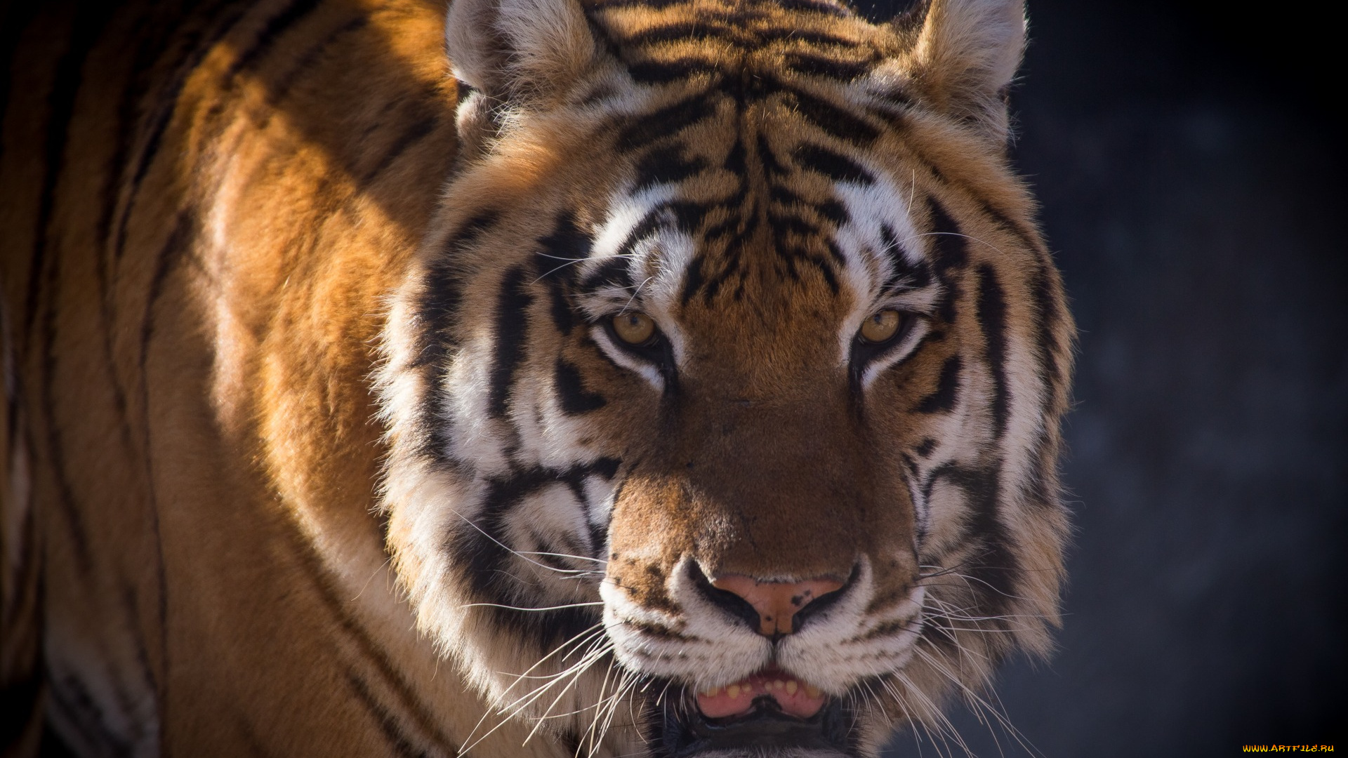 животные, тигры, морда