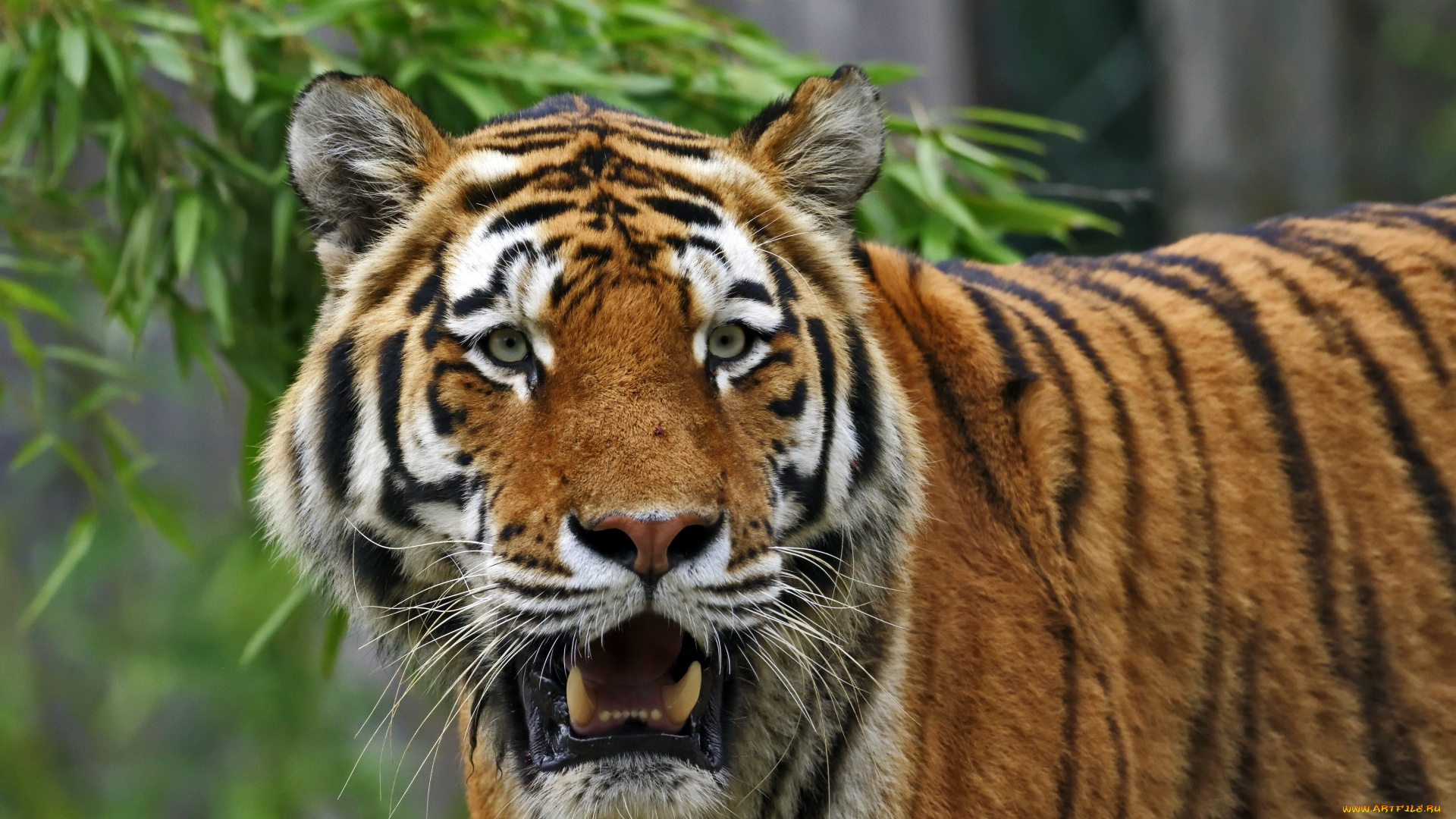 животные, тигры, растение