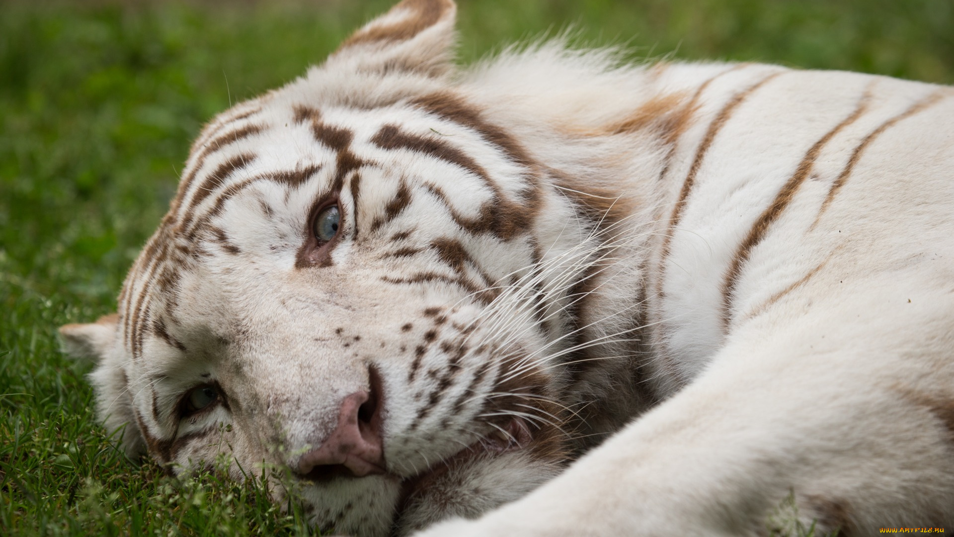 животные, тигры, растение, морда