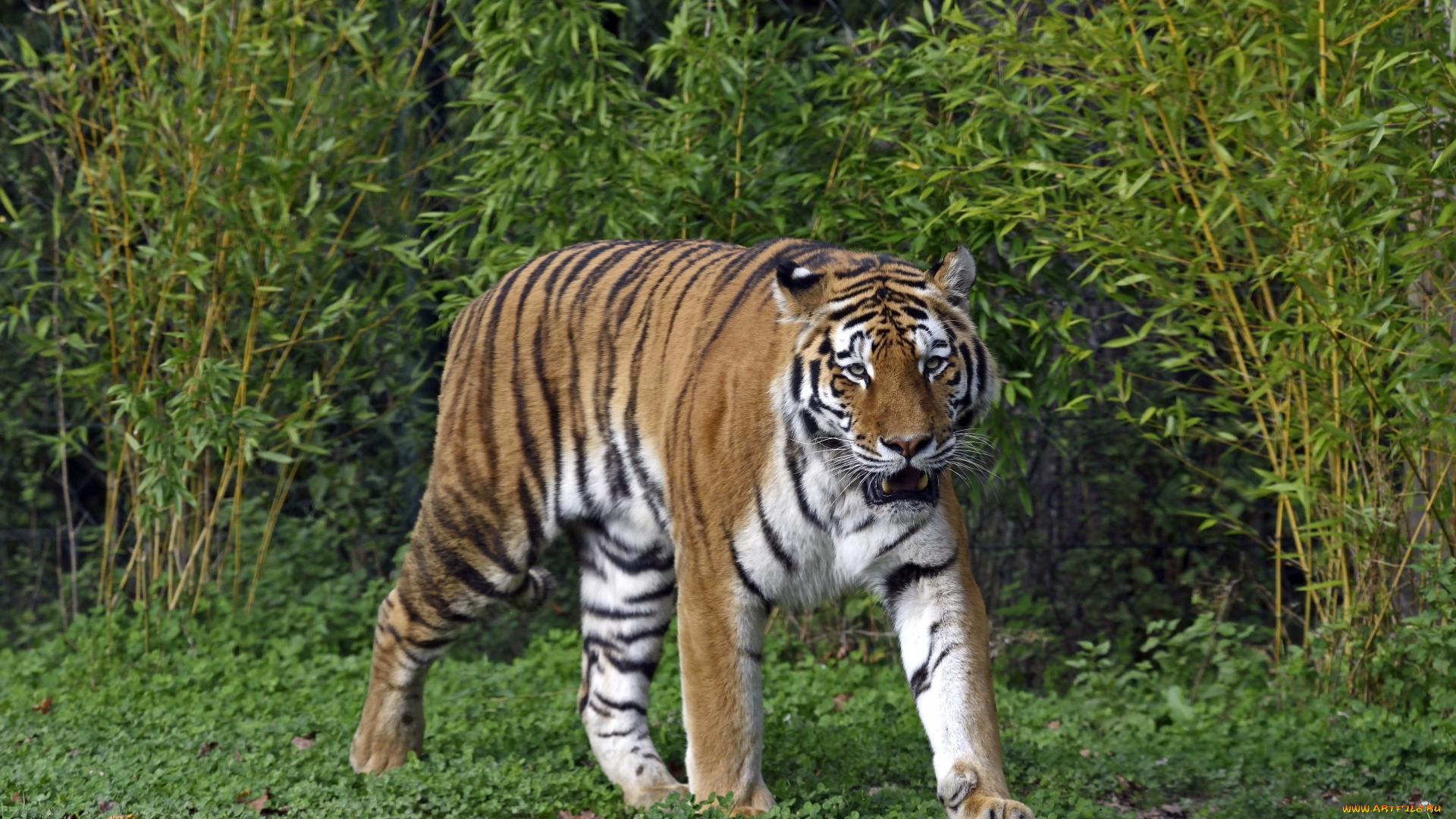 животные, тигры, растения