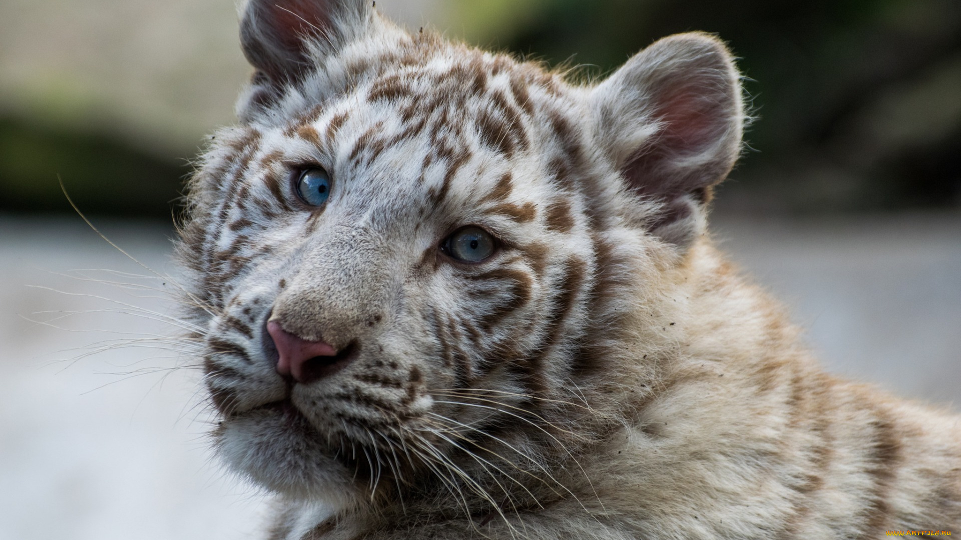 животные, тигры, взгляд, морда, тигренок