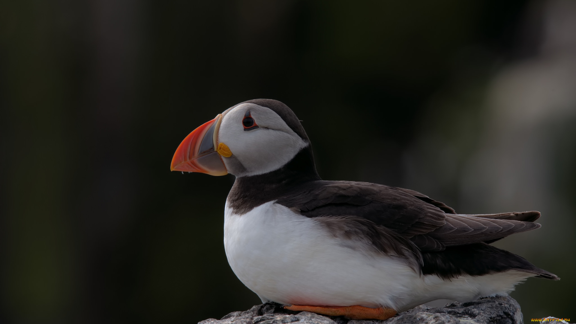 животные, тупики, блики, puffin, птица, профиль, тупик, атлантический, цветы