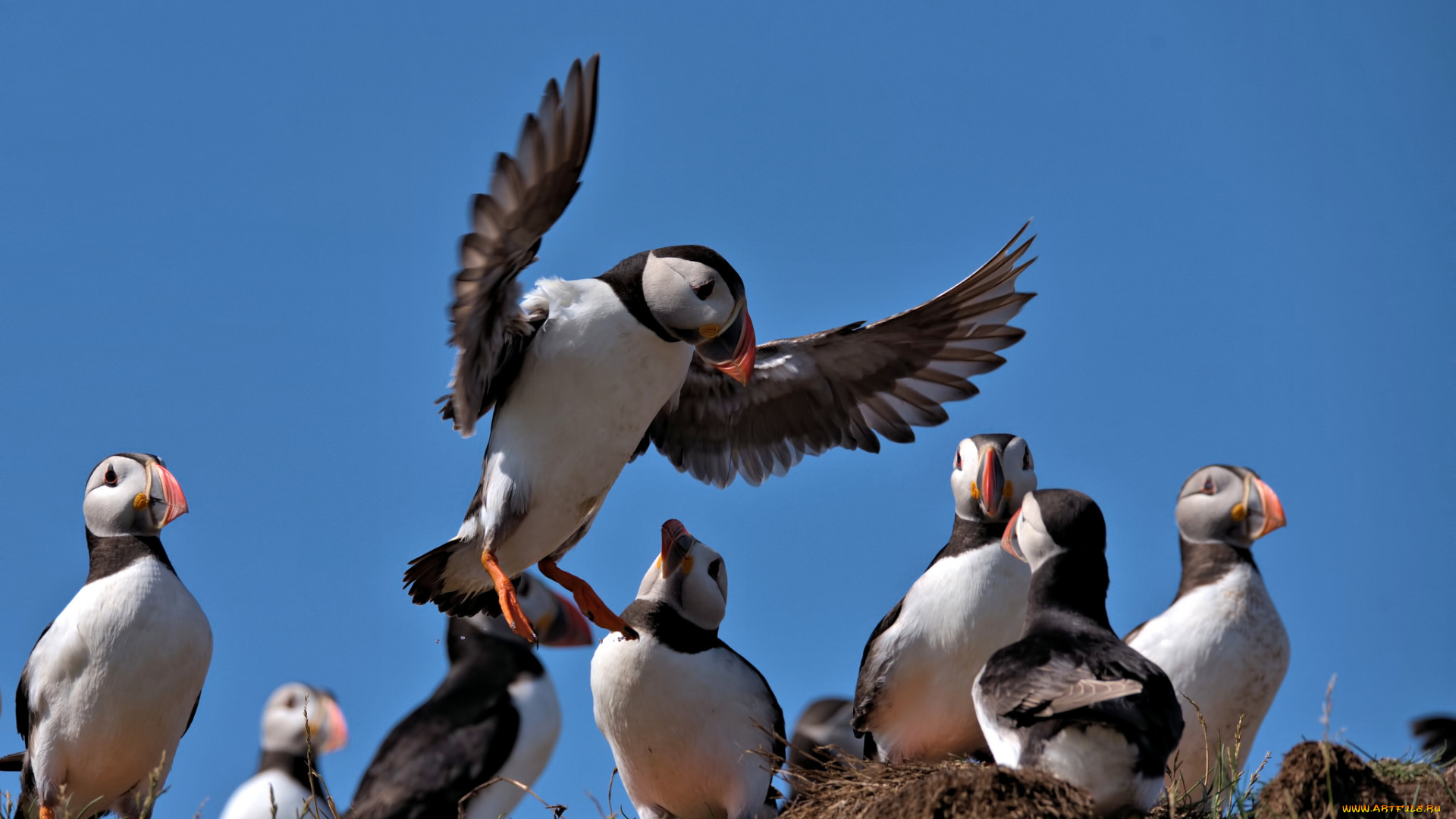 животные, тупики, птица, цветы, puffin, профиль, блики, тупик, атлантический