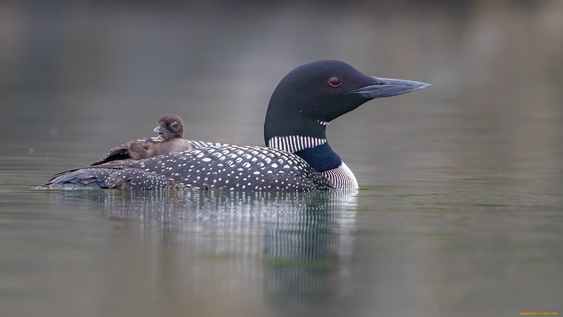 животные, утки, птичка